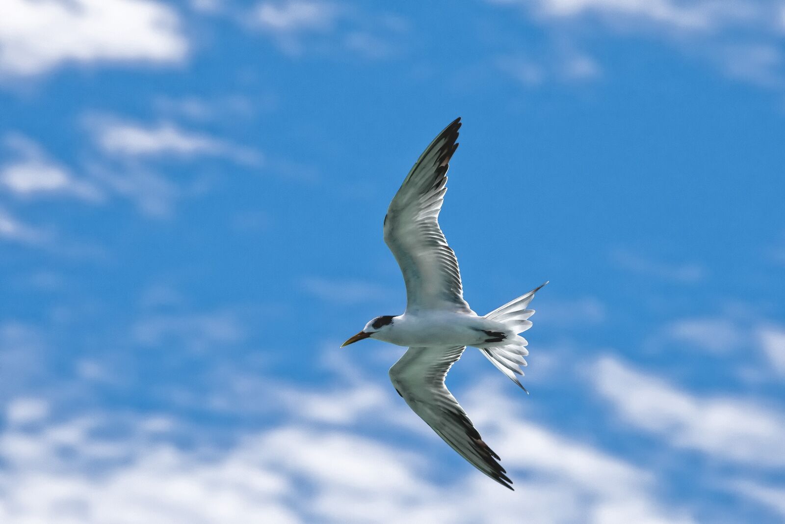 Canon EOS 5D Mark II sample photo. Bird, common tern, flight photography
