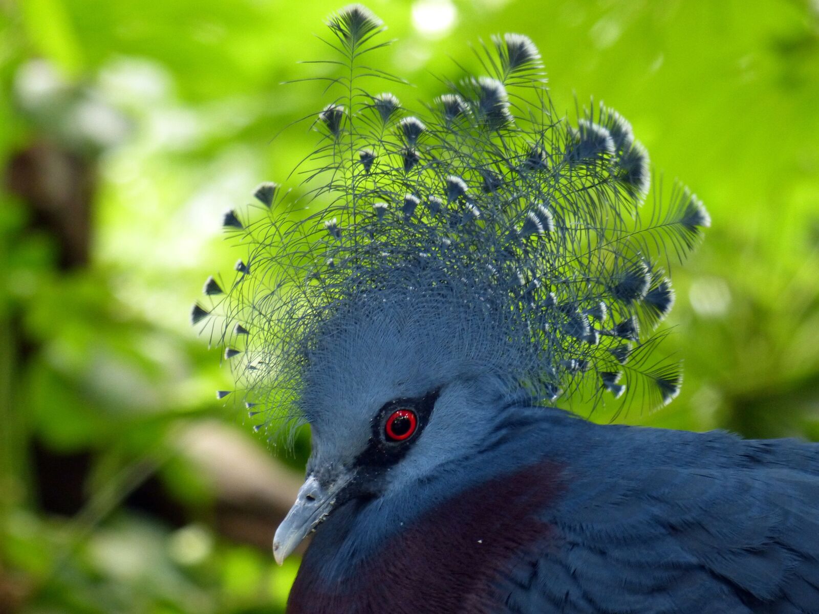 Panasonic Lumix DMC-FZ200 sample photo. Blue crown pigeon, dove photography