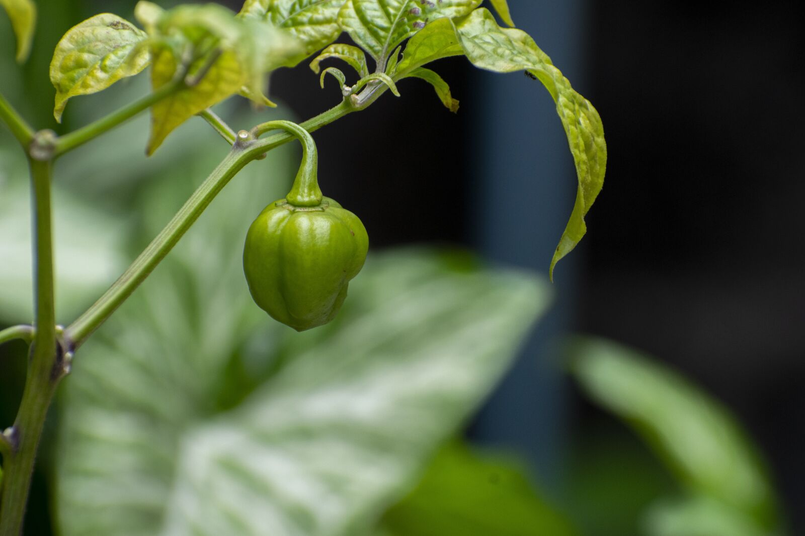 Nikon D5300 sample photo. Paprika, aji color, seasoning photography