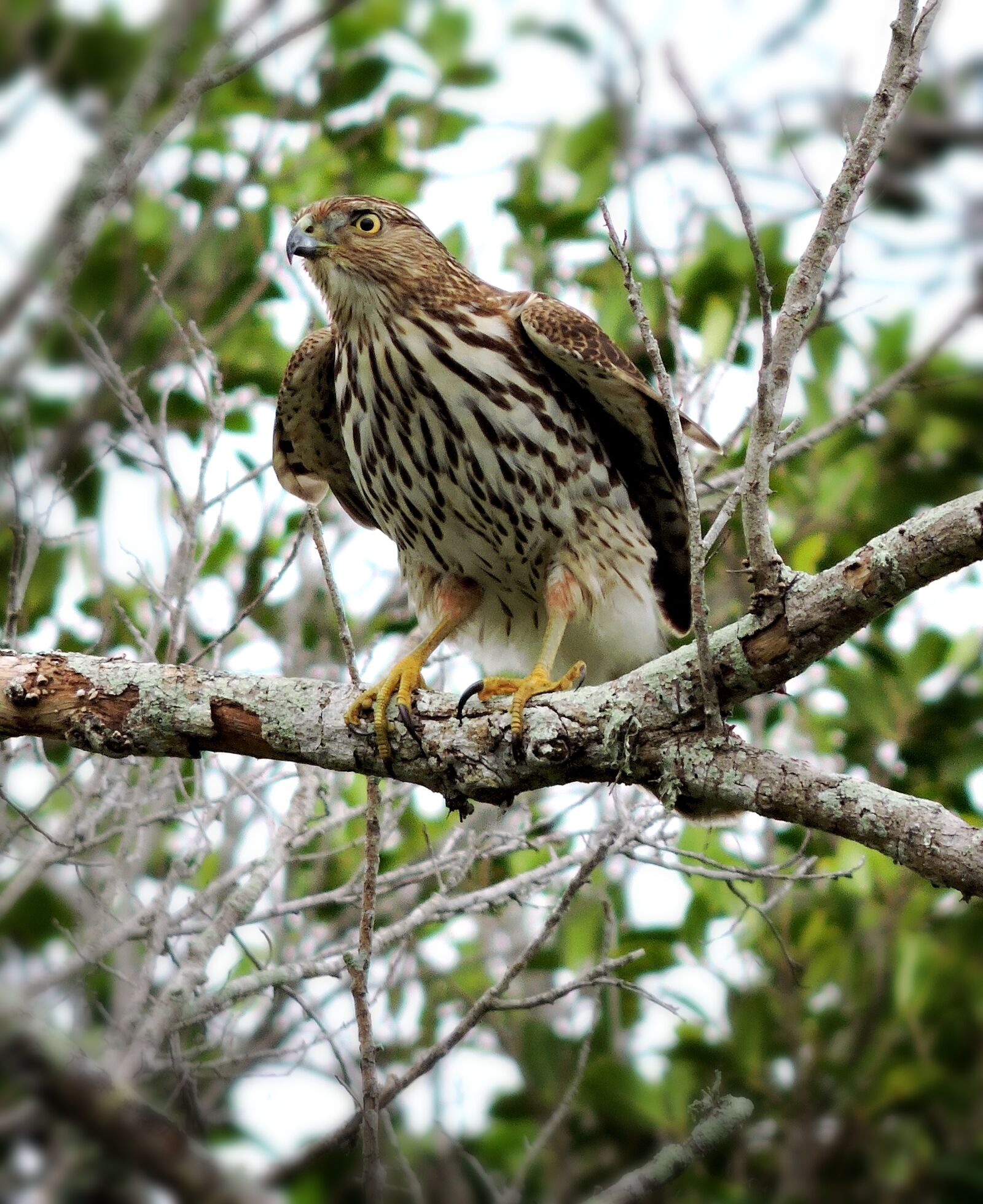 Nikon Coolpix P530 sample photo. Hawk, bird of prey photography