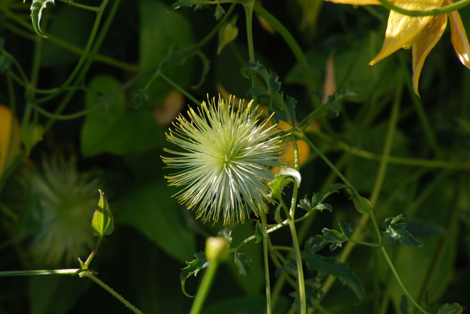 Nikon D80 sample photo. Flower, nature, white photography