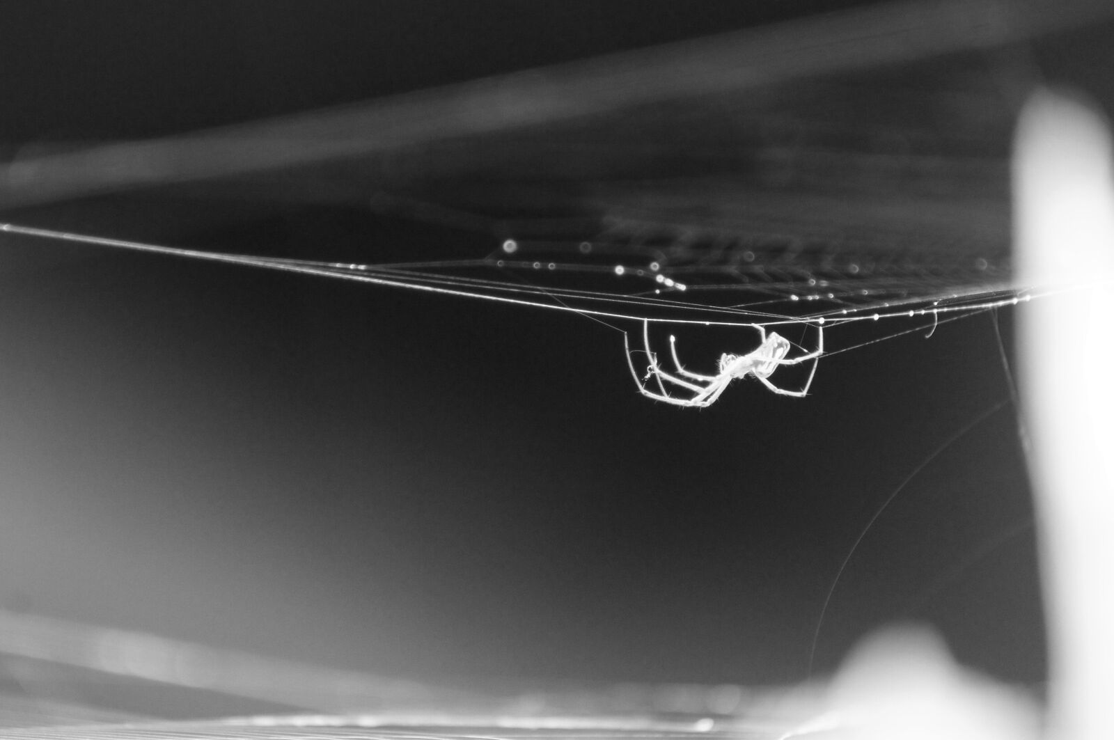 Sony SLT-A55 (SLT-A55V) sample photo. Insect, spider, quindio photography