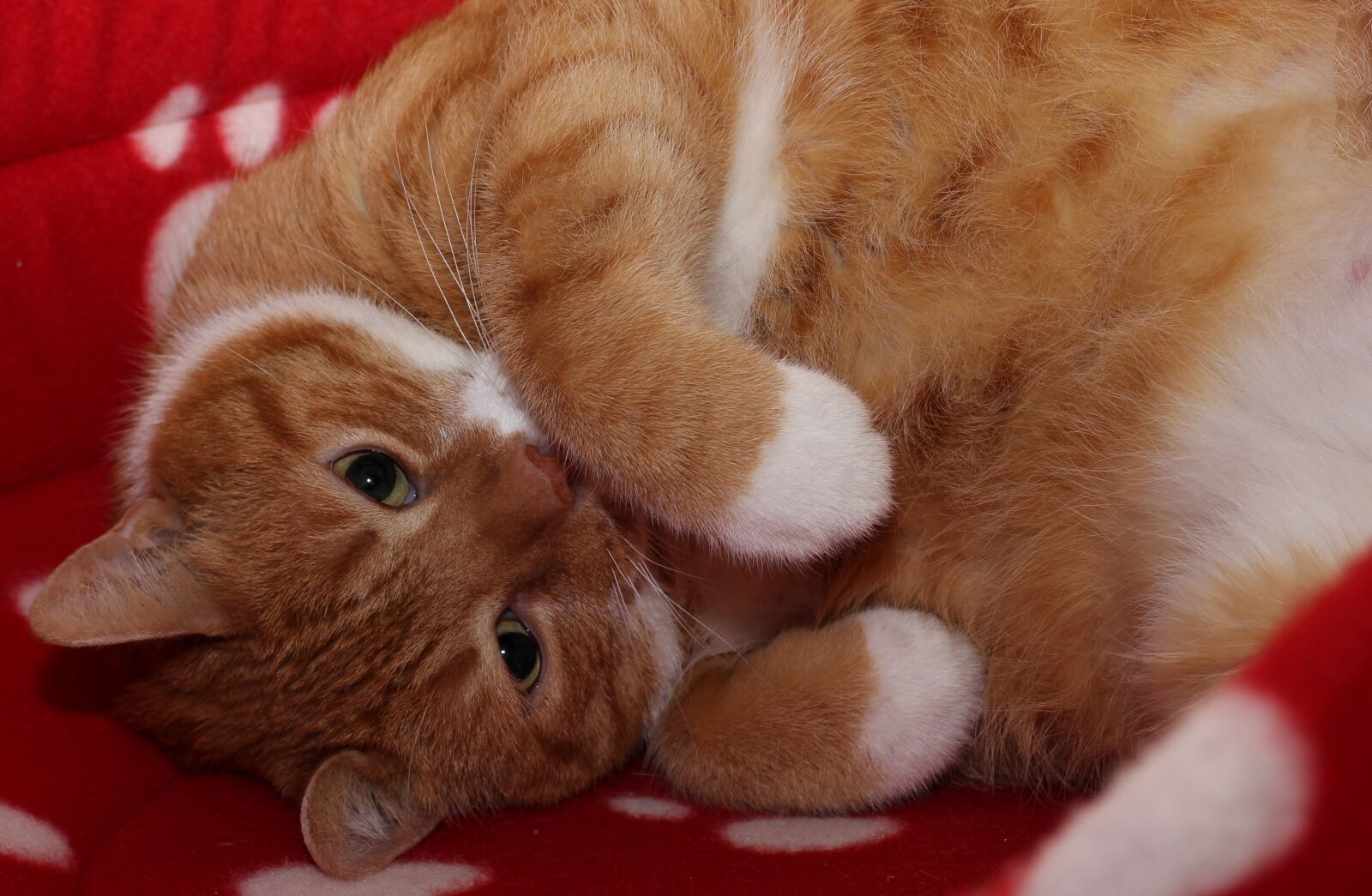 Canon EOS 600D (Rebel EOS T3i / EOS Kiss X5) + Canon EF 50mm F1.8 II sample photo. Cat, pet, red photography