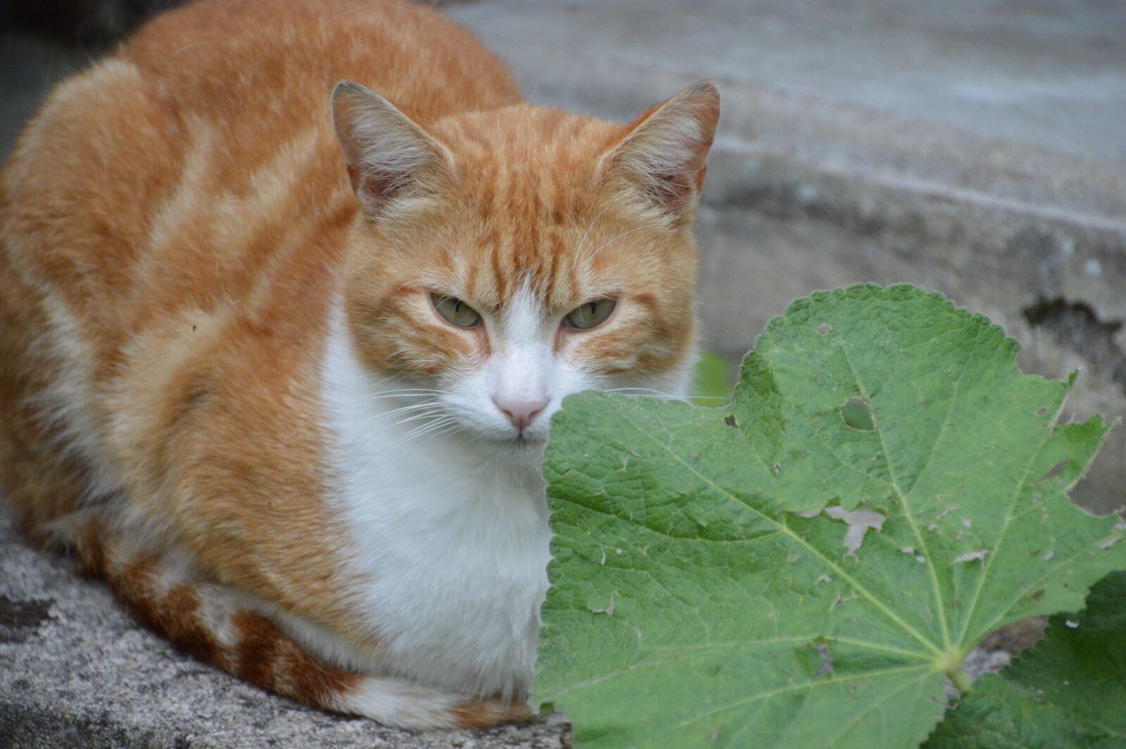 Nikon D3200 sample photo. Cat, feline, animal photography