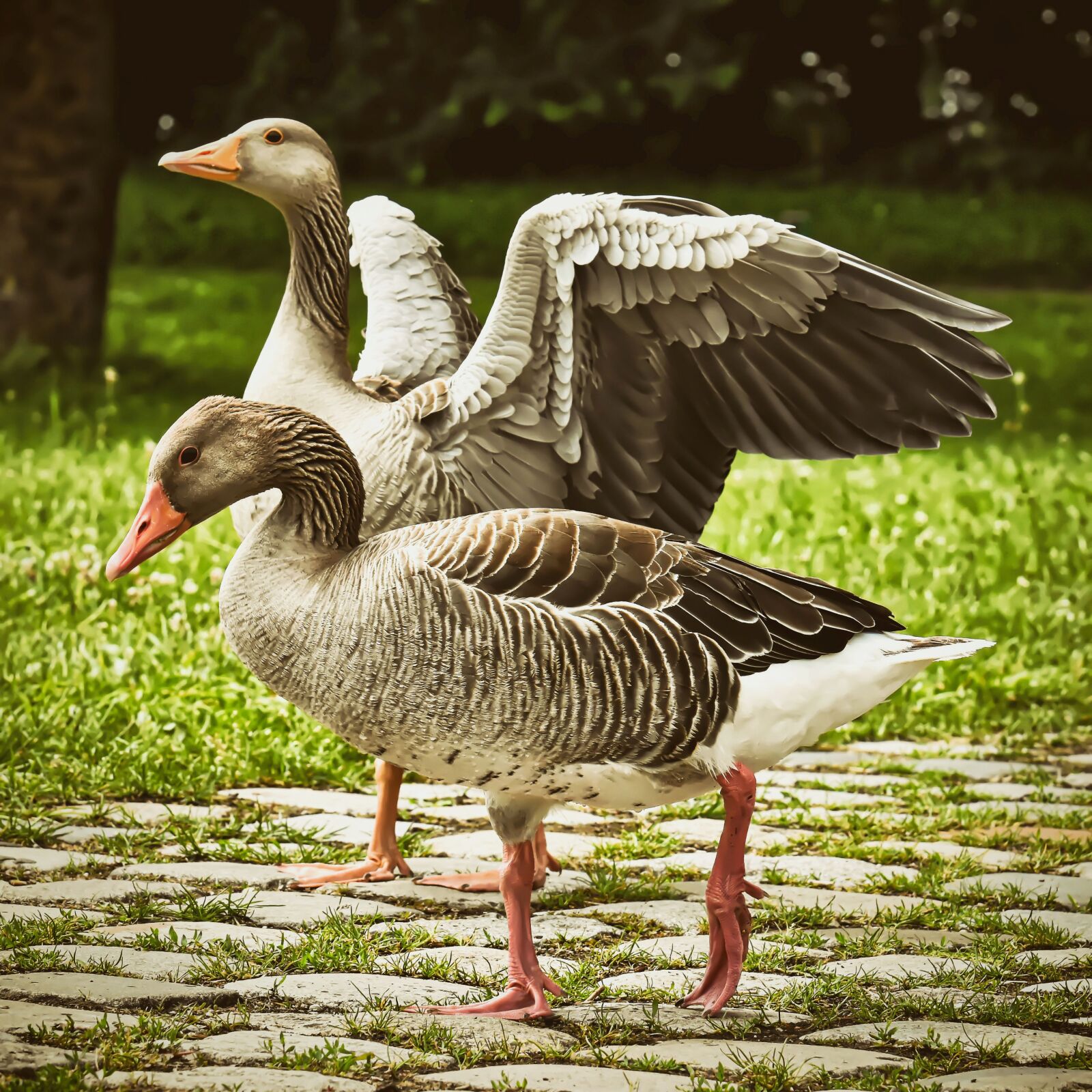 Nikon D7200 sample photo. Geese, wild geese, waterfowl photography