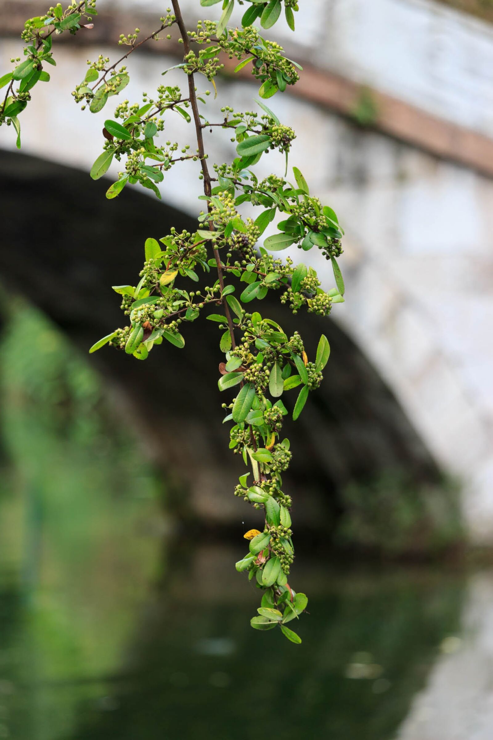 Canon EF-S 55-250mm F4-5.6 IS STM sample photo. Qiangling shan park, the photography
