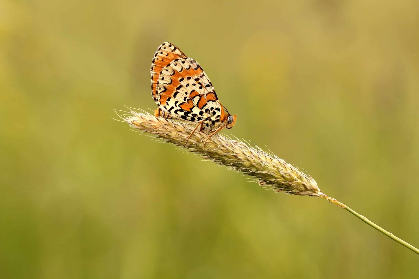 Canon EOS 1100D (EOS Rebel T3 / EOS Kiss X50) sample photo. Insect, nature, butterfly, arthropod photography