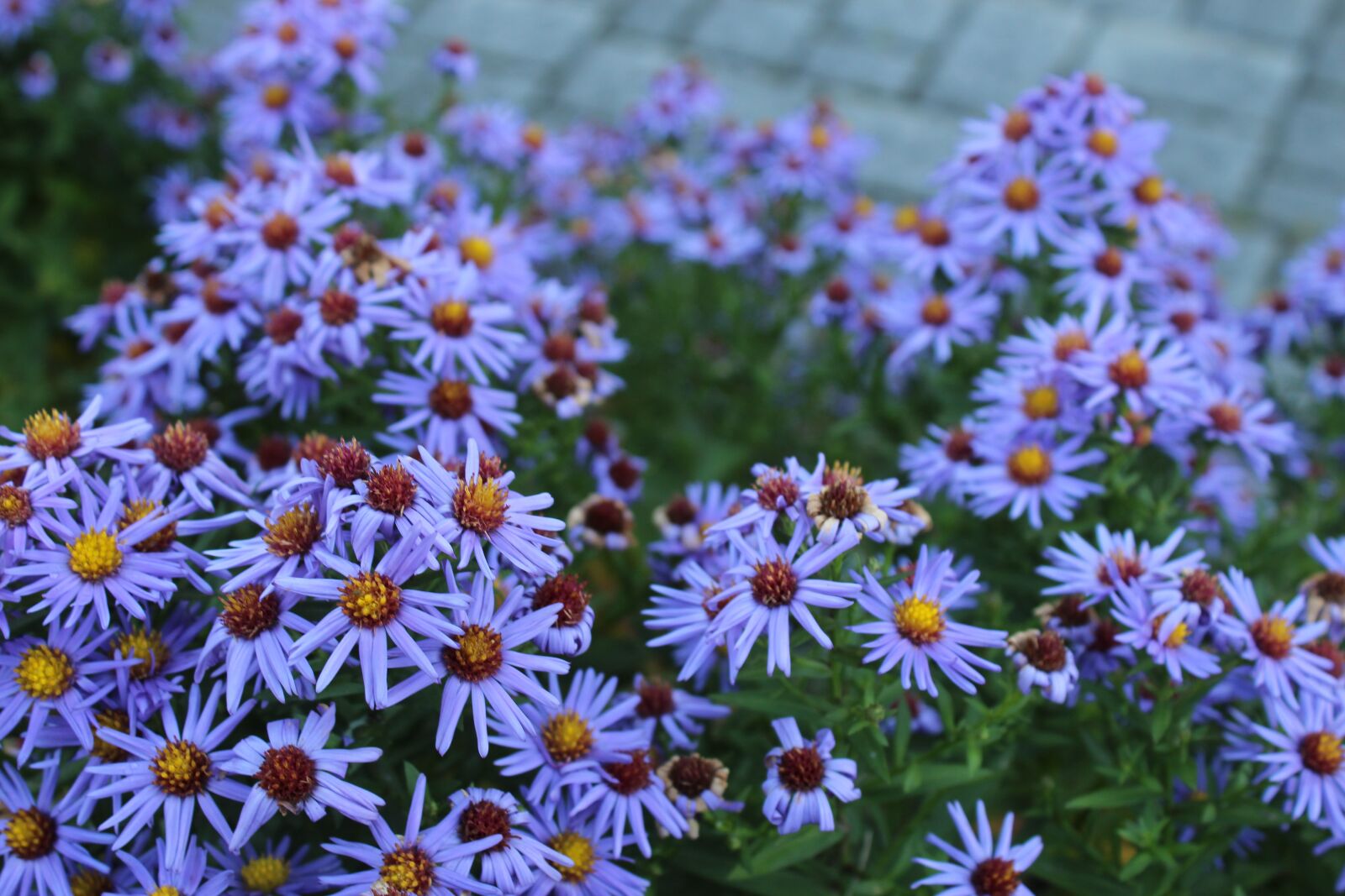 Canon EOS 4000D (EOS Rebel T100 / EOS 3000D) sample photo. Flowers, petals, garden photography