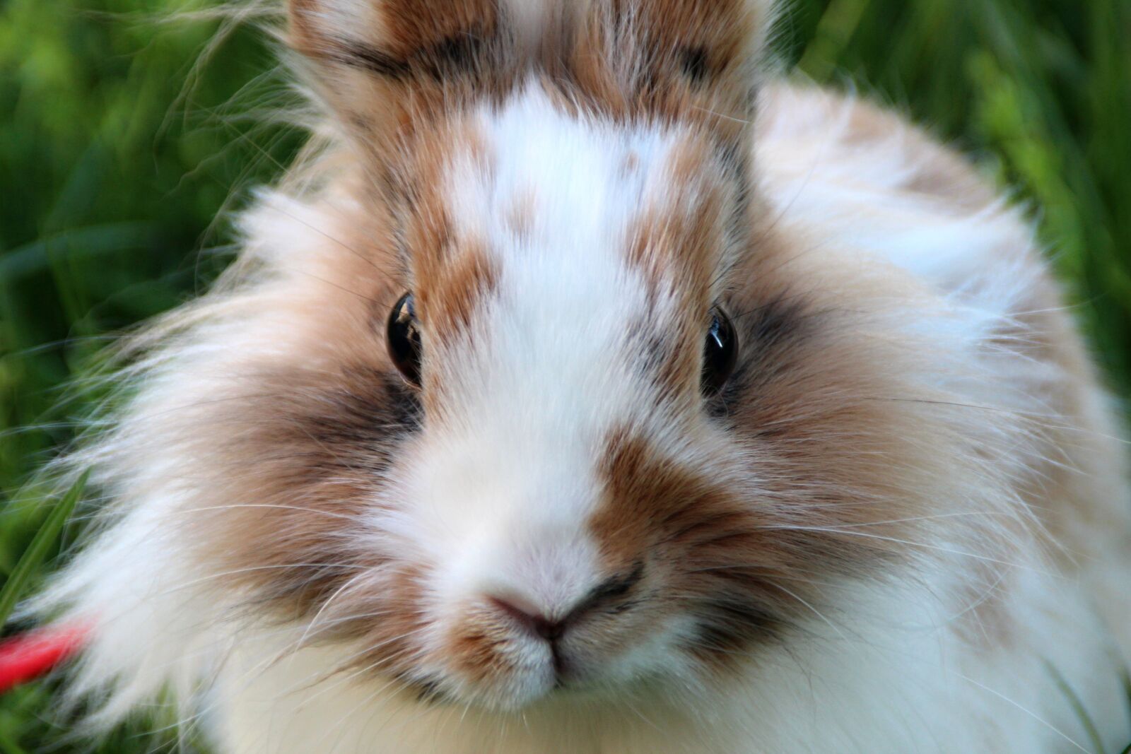 Canon EOS 1300D (EOS Rebel T6 / EOS Kiss X80) sample photo. The rabbit the lion's photography