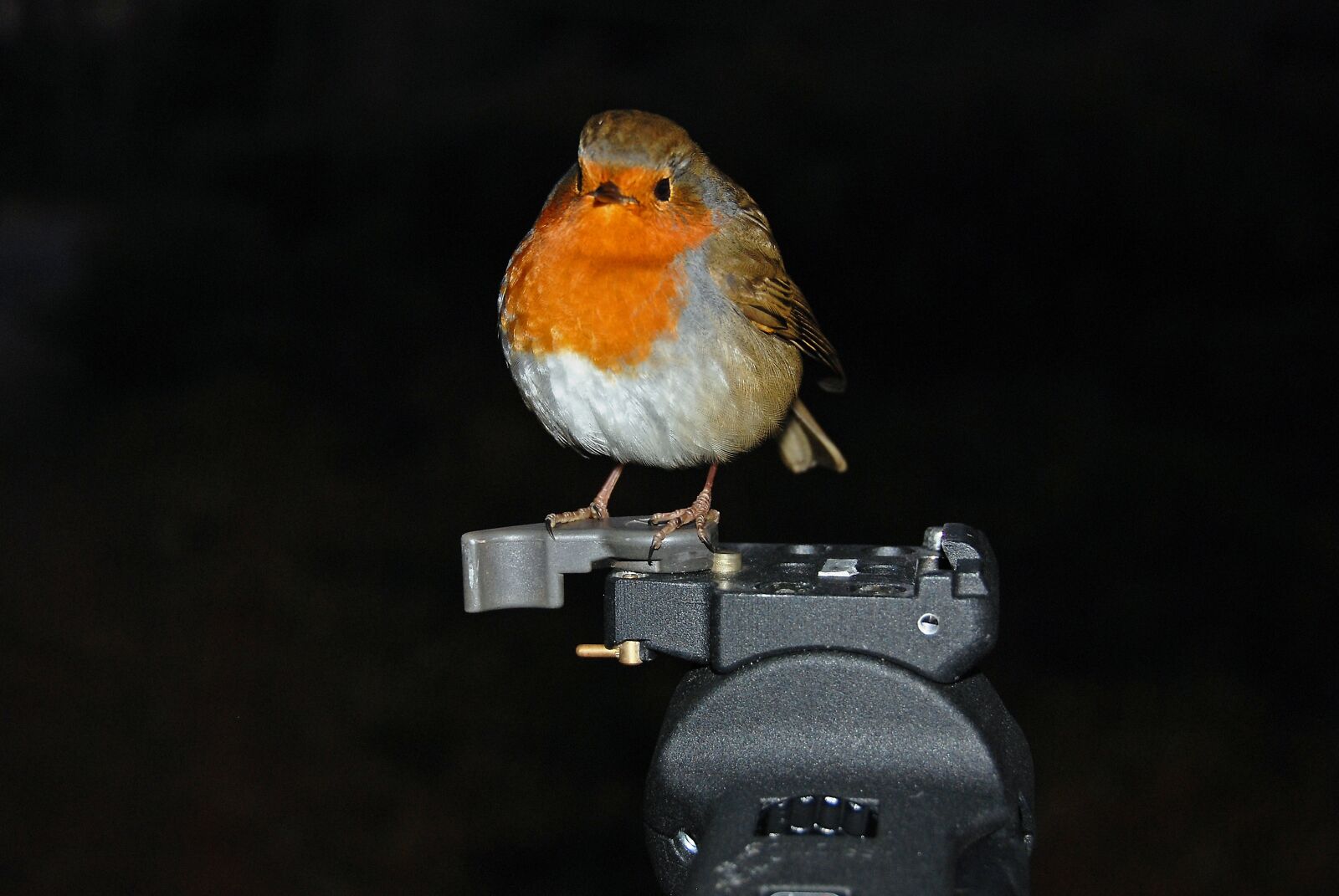 Nikon D80 sample photo. Robin, bird, tripod photography