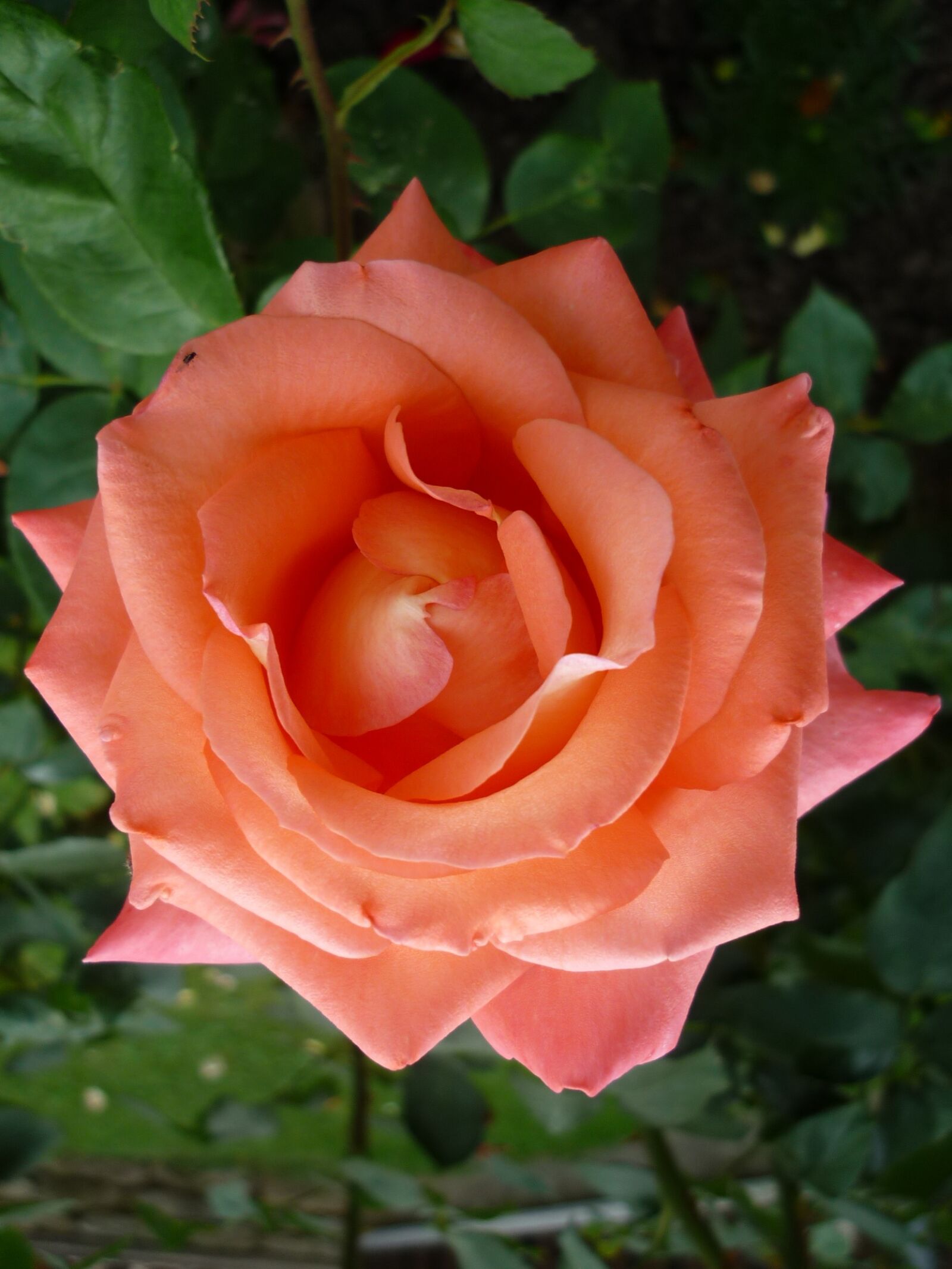 Panasonic Lumix DMC-FS6 sample photo. Rose, flower garden, flowers photography