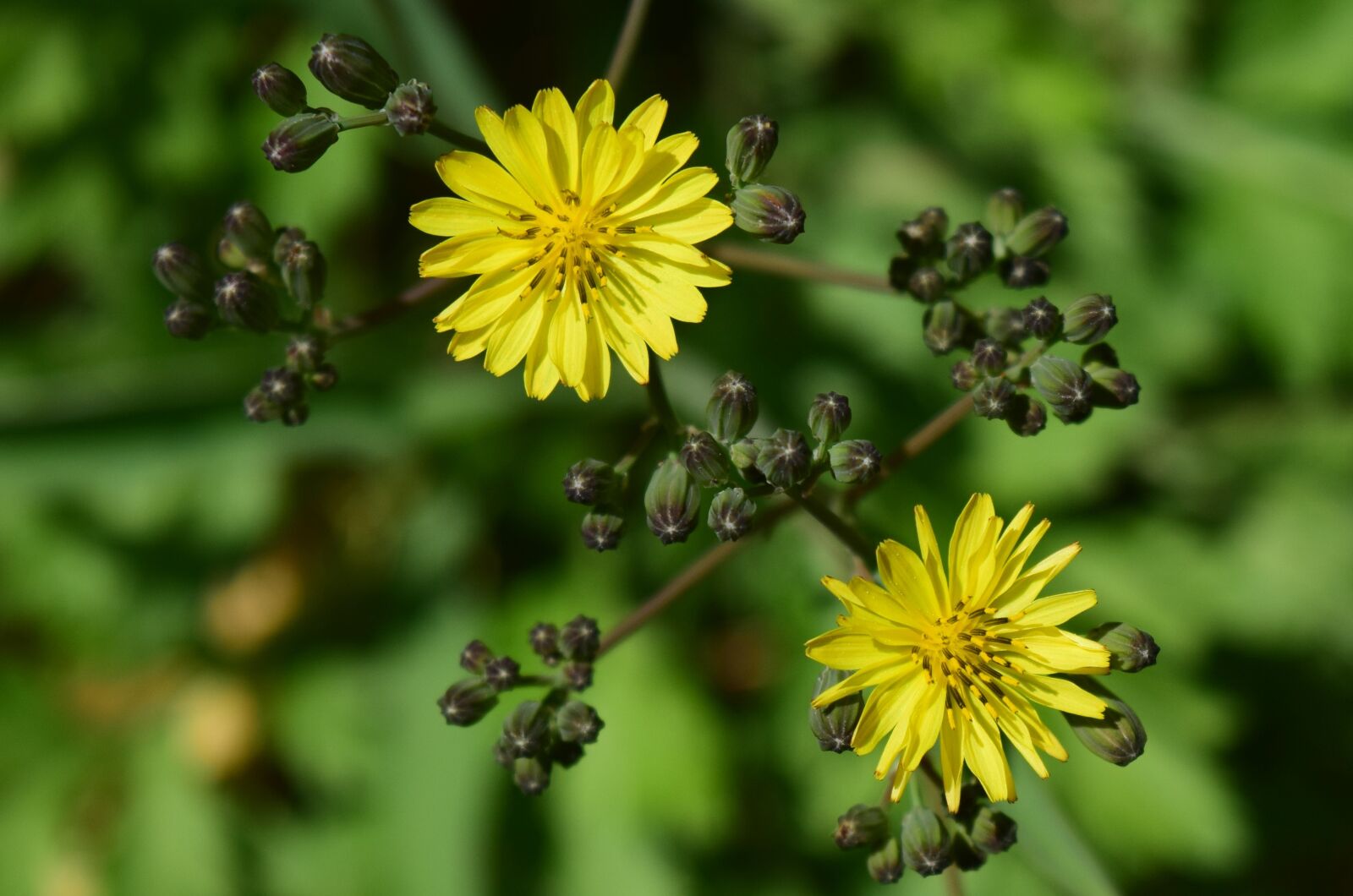 Nikon D5300 sample photo. Flowers, spring, plant photography