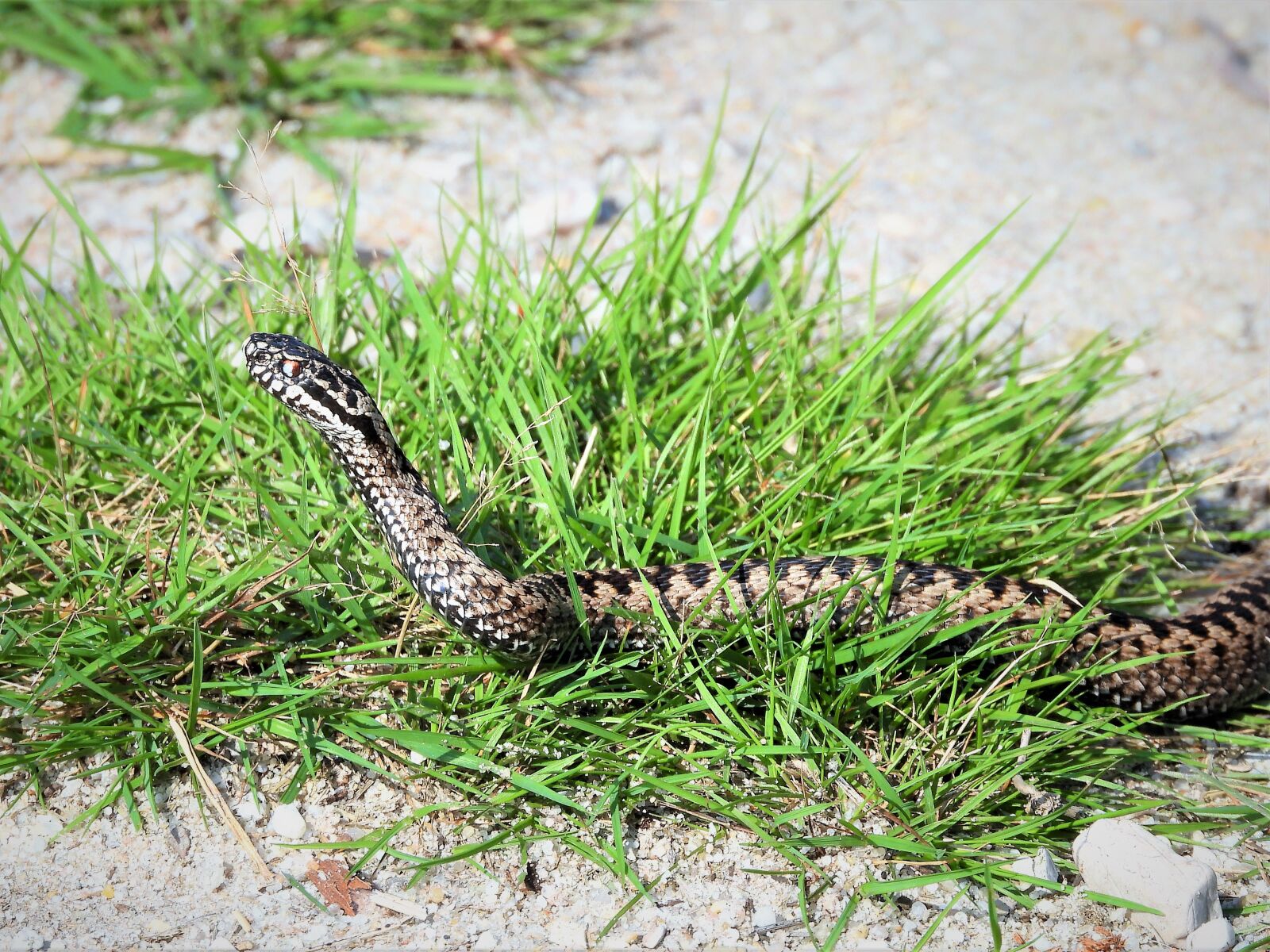 Nikon Coolpix P1000 sample photo. Snake, adder, reptile photography