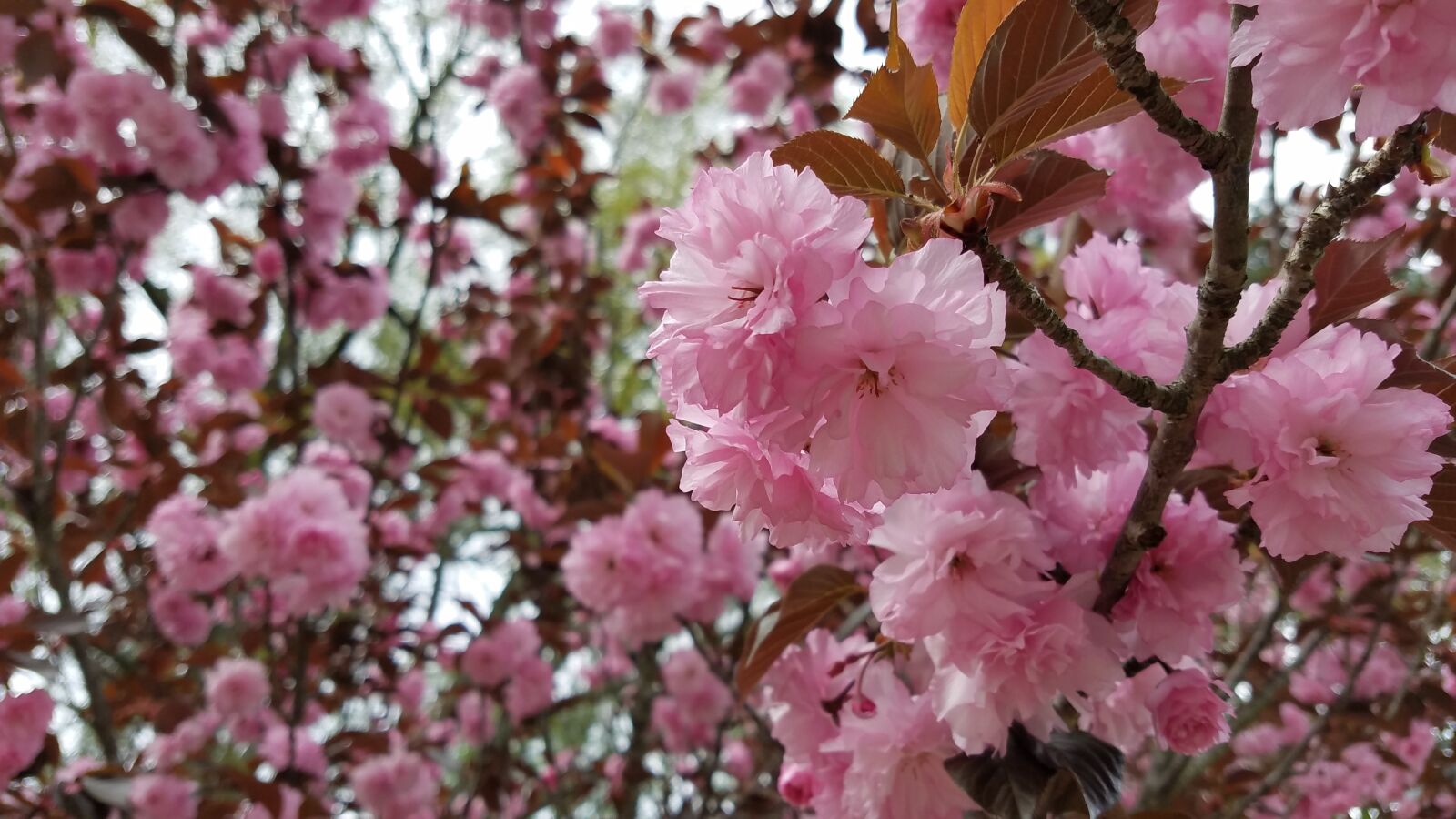 Samsung Galaxy S7 sample photo. Flower, tree, branch photography