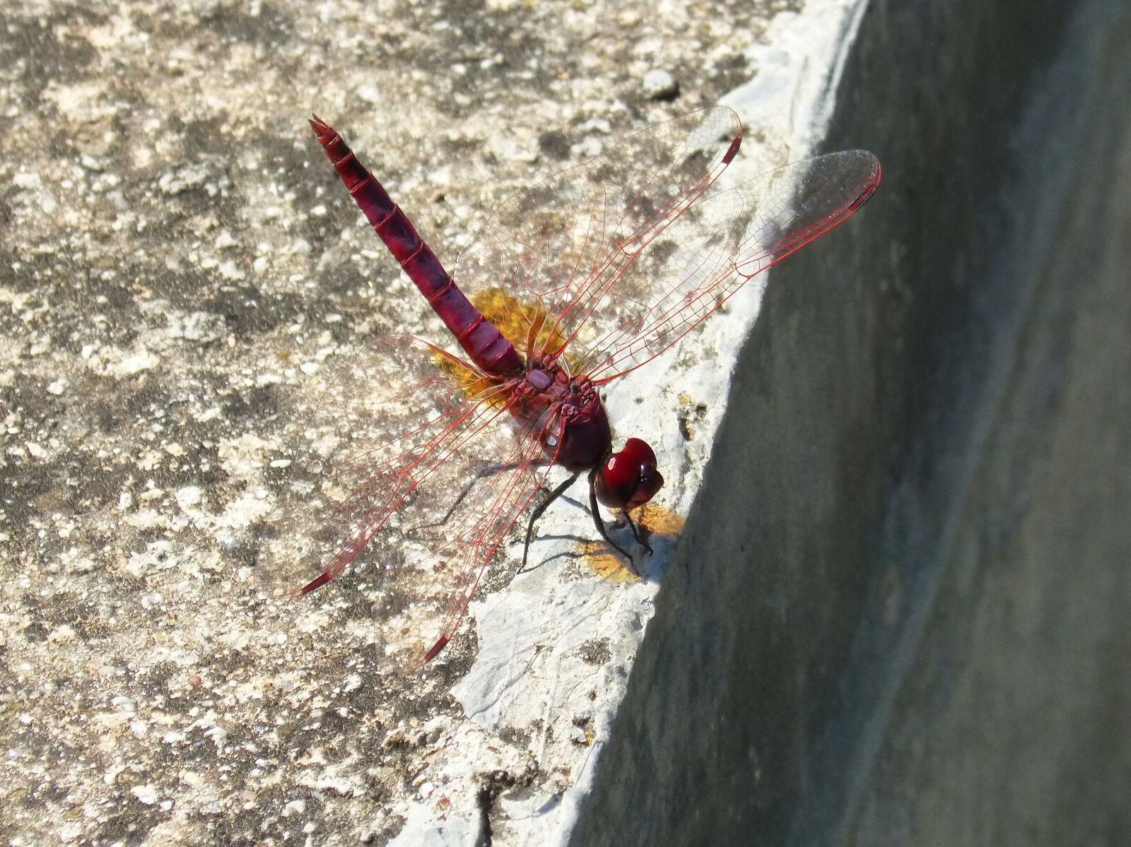 Panasonic DMC-FZ62 sample photo. Pipe vinous, dragonfly purple photography