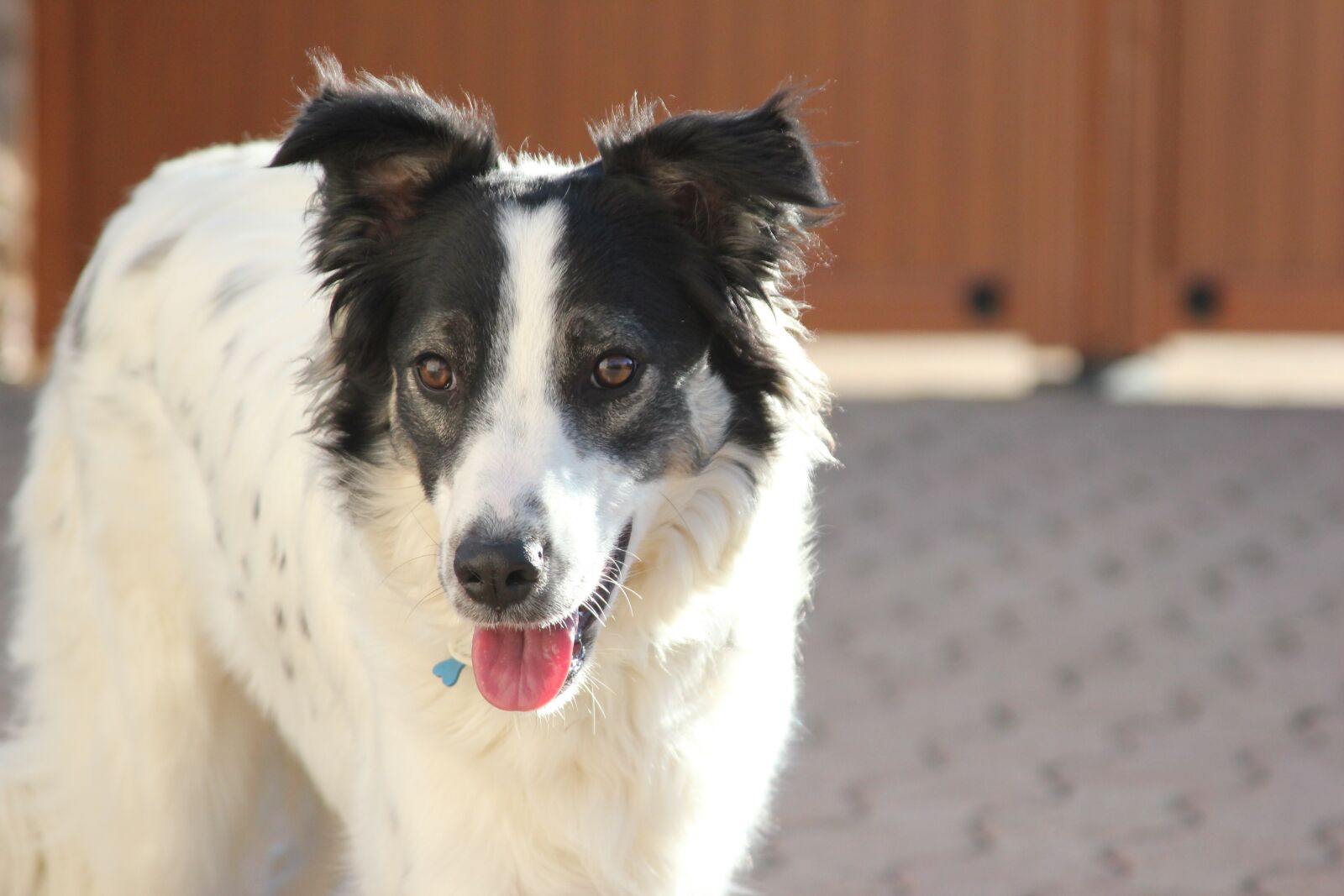 Canon EOS 550D (EOS Rebel T2i / EOS Kiss X4) sample photo. Dog, canine, portrait photography