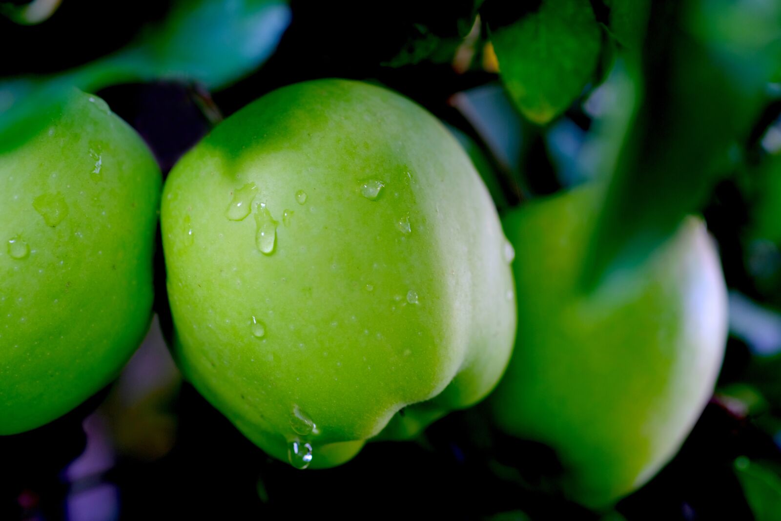 Fujifilm X-T20 sample photo. Apple, rain, fruit photography