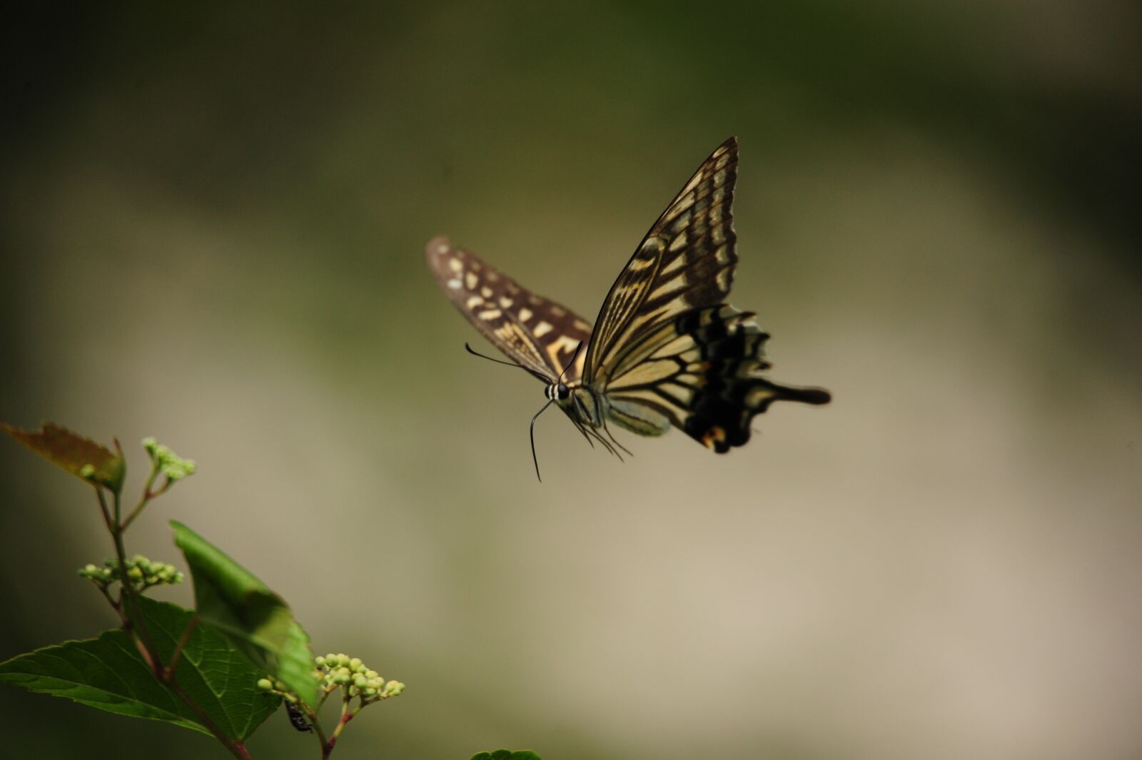 Nikon D700 sample photo. Butterfly, flying, swallowtail butterfly photography