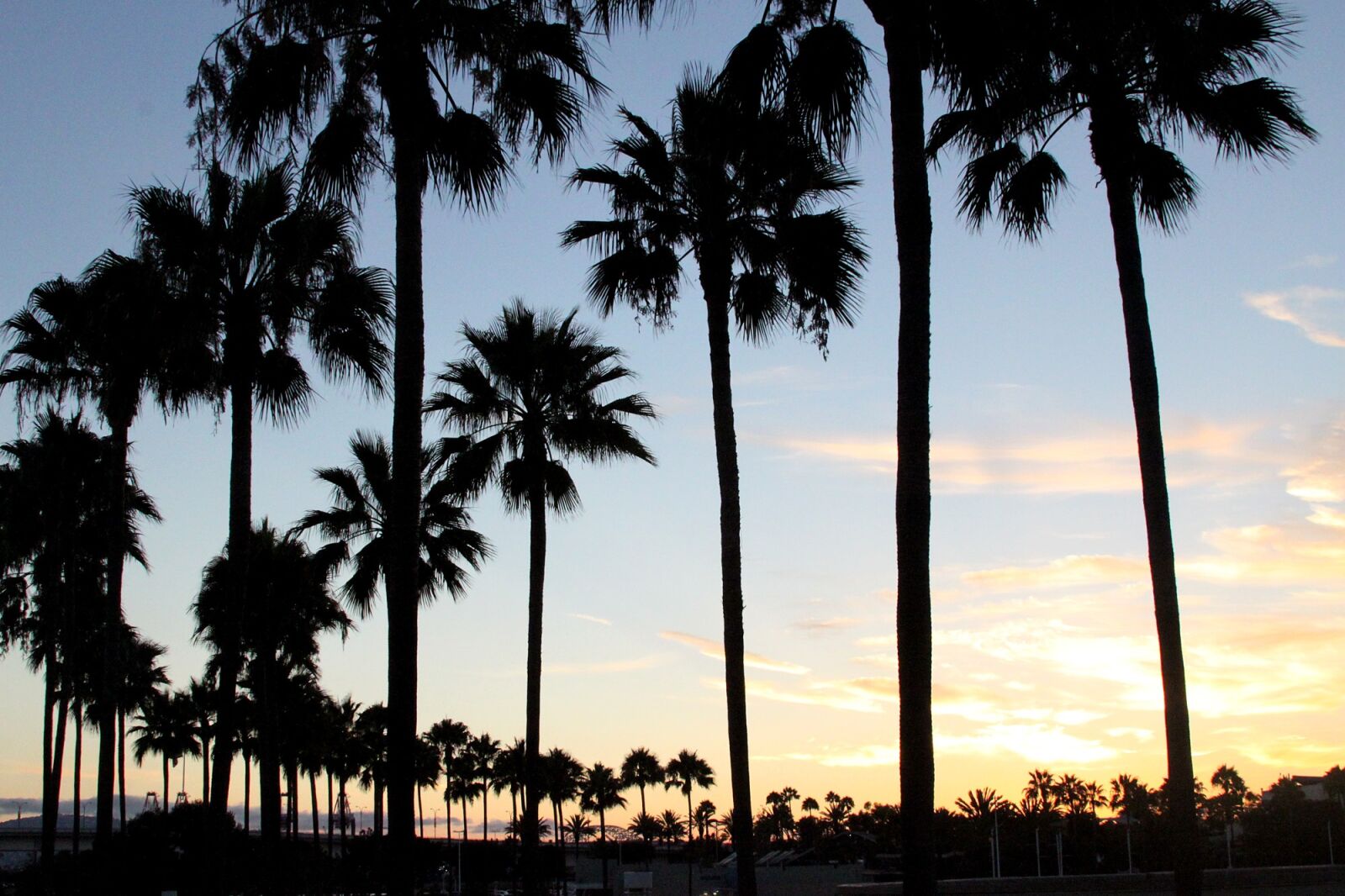 Canon EOS 500D (EOS Rebel T1i / EOS Kiss X3) sample photo. Sunset, palm trees, california photography