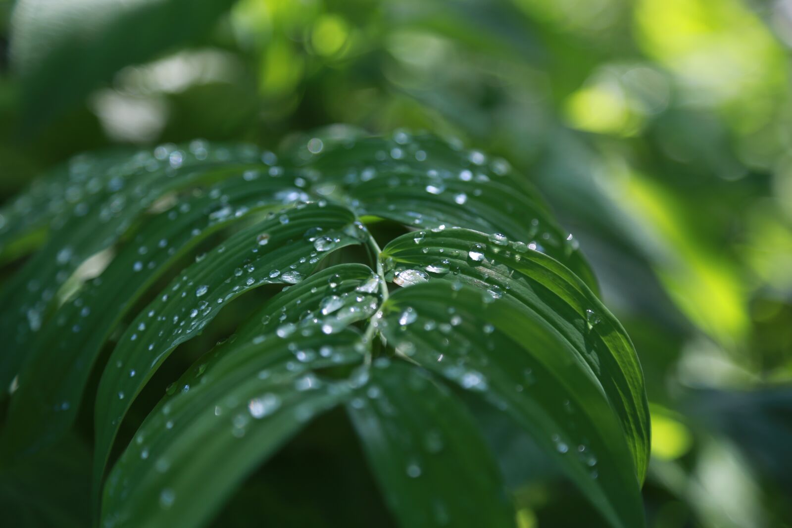 Canon EOS 6D + Canon EF 24-105mm F4L IS USM sample photo. Noel online gift shop photography