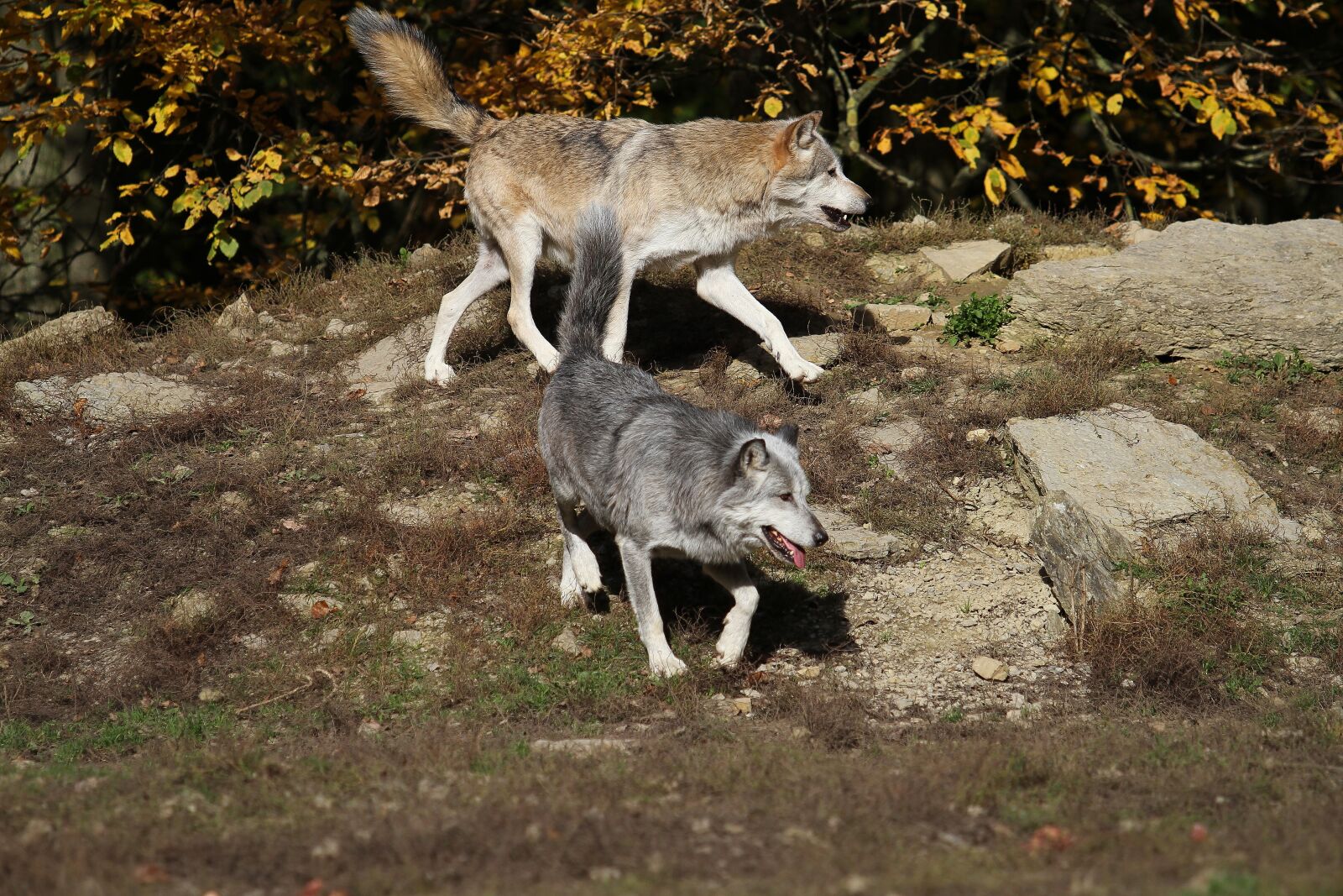 Canon EOS 7D + Canon EF 70-200mm F2.8L USM sample photo. Wolves, timber wolves, predator photography
