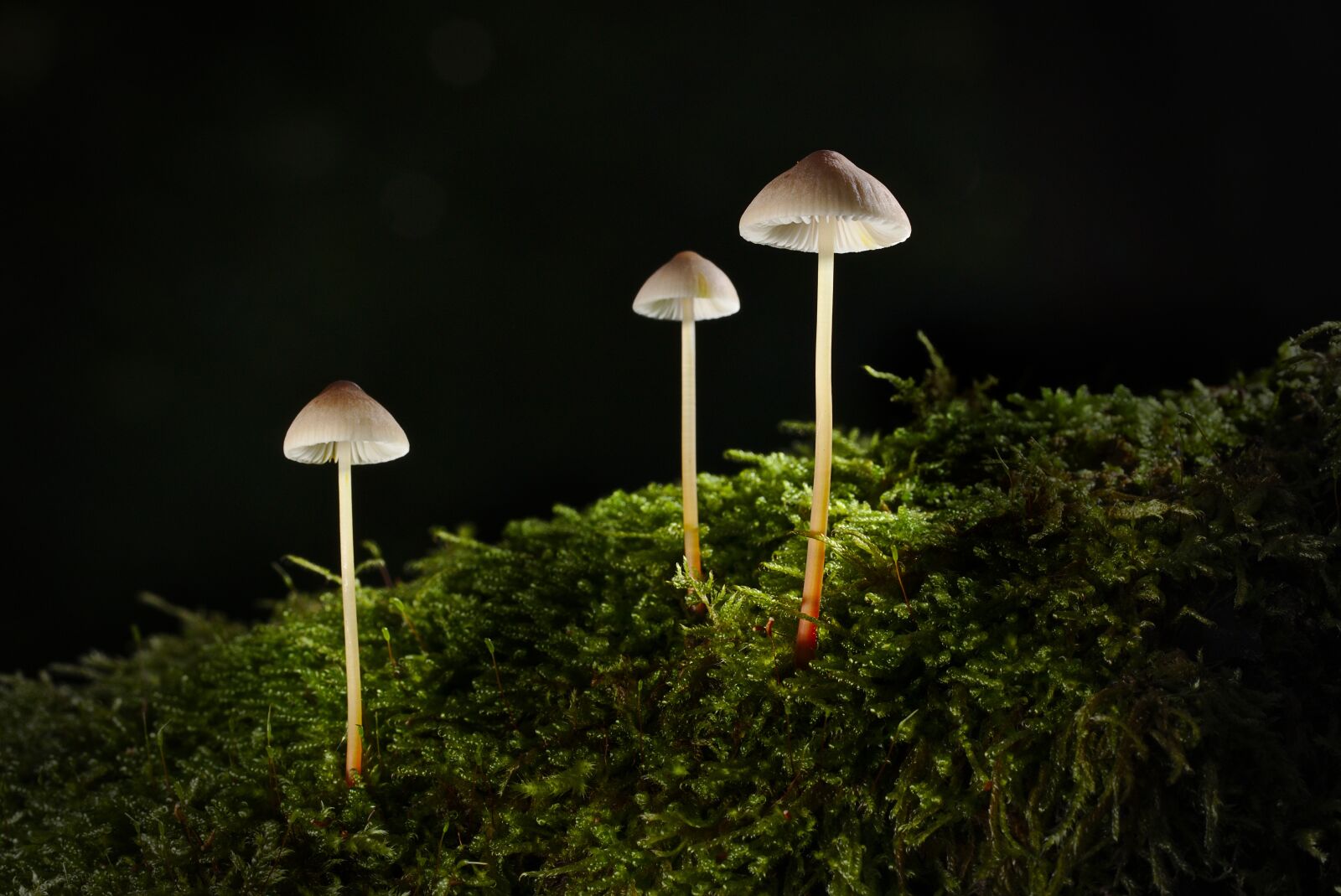 Canon EOS M5 + Canon EF 100mm F2.8L Macro IS USM sample photo. Mushroom, autumn, forest photography
