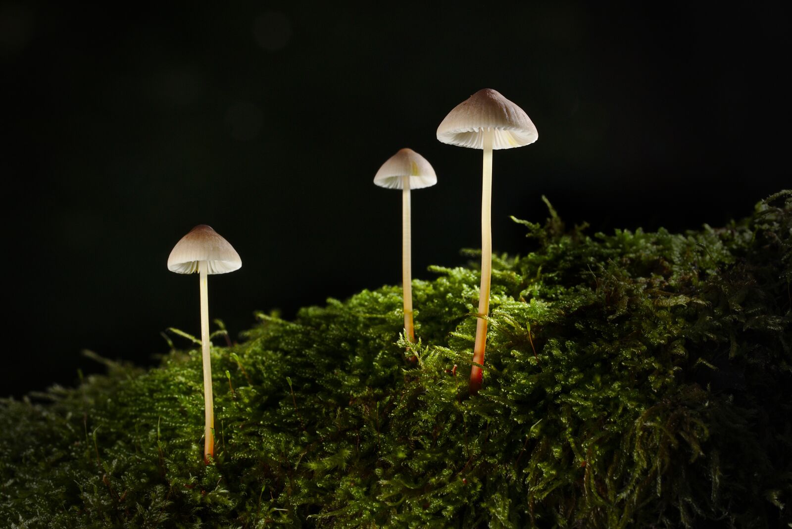 Canon EOS M5 sample photo. Mushroom, autumn, forest photography