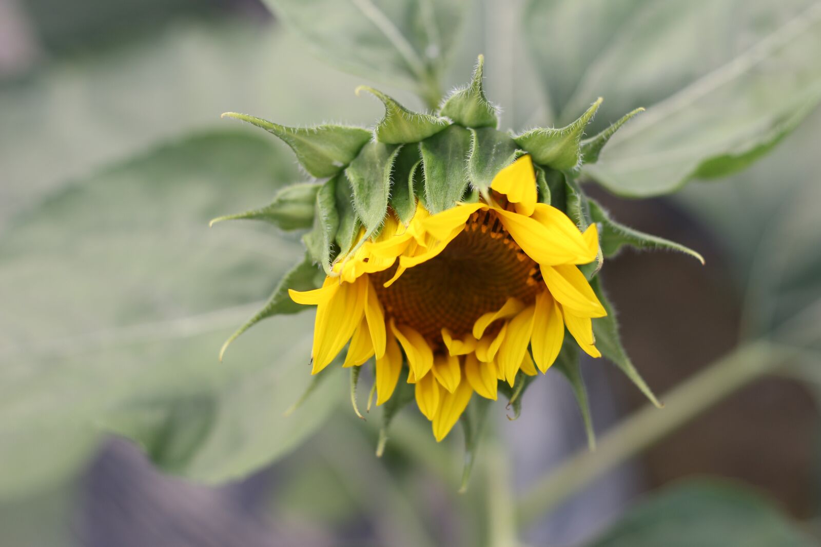 Canon EOS 100D (EOS Rebel SL1 / EOS Kiss X7) + Canon EF 50mm F1.8 STM sample photo. Sunflower, green, open country photography