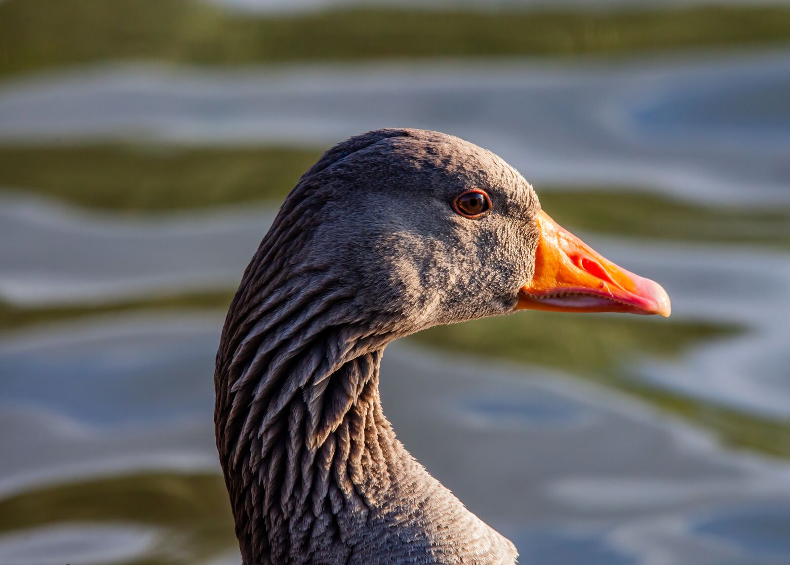 150-600mm F5-6.3 DG OS HSM | Contemporary 015 sample photo. Greylag goose, goose, goose photography