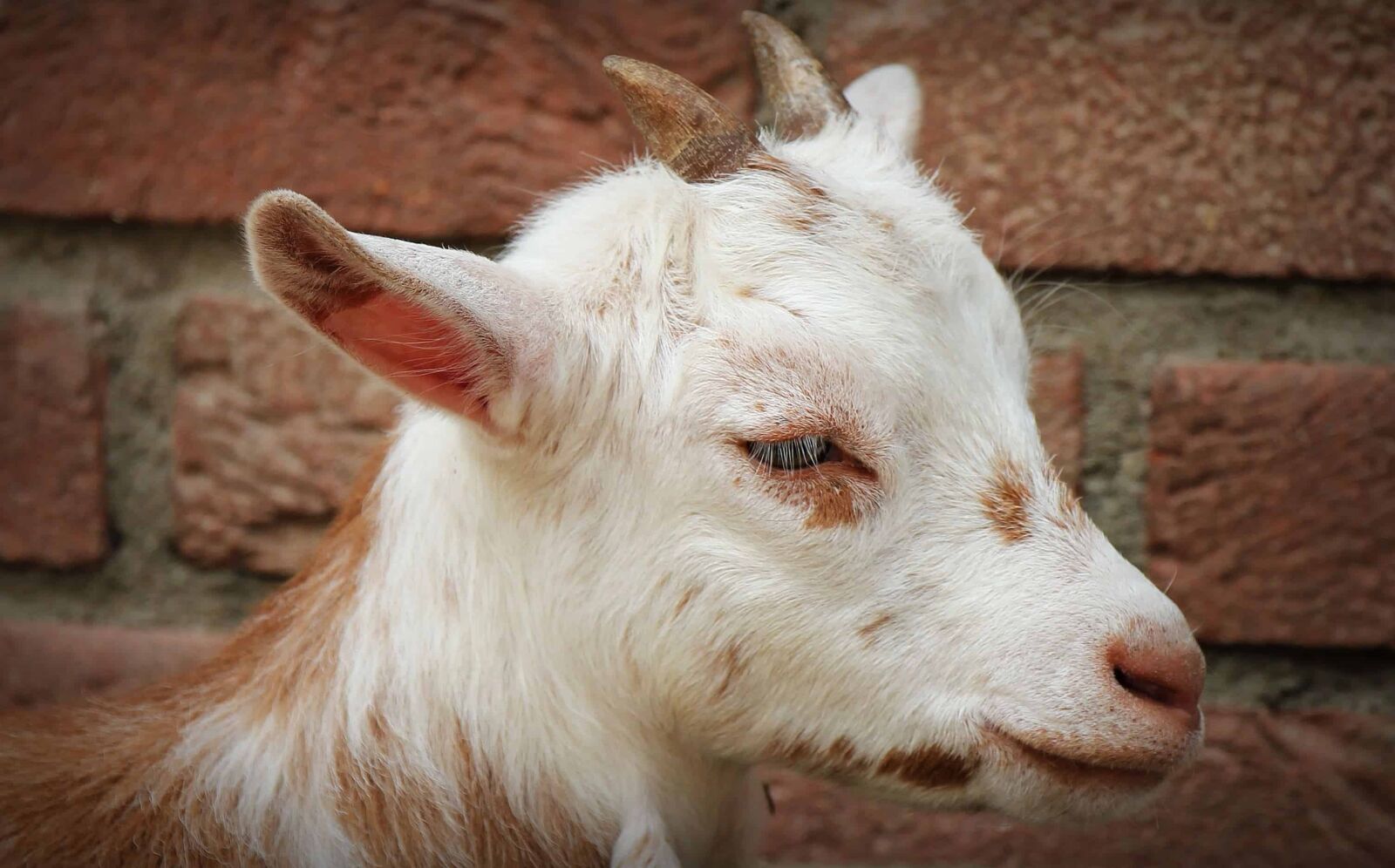 Canon EOS 550D (EOS Rebel T2i / EOS Kiss X4) sample photo. Portrait, animal, horn, cute photography