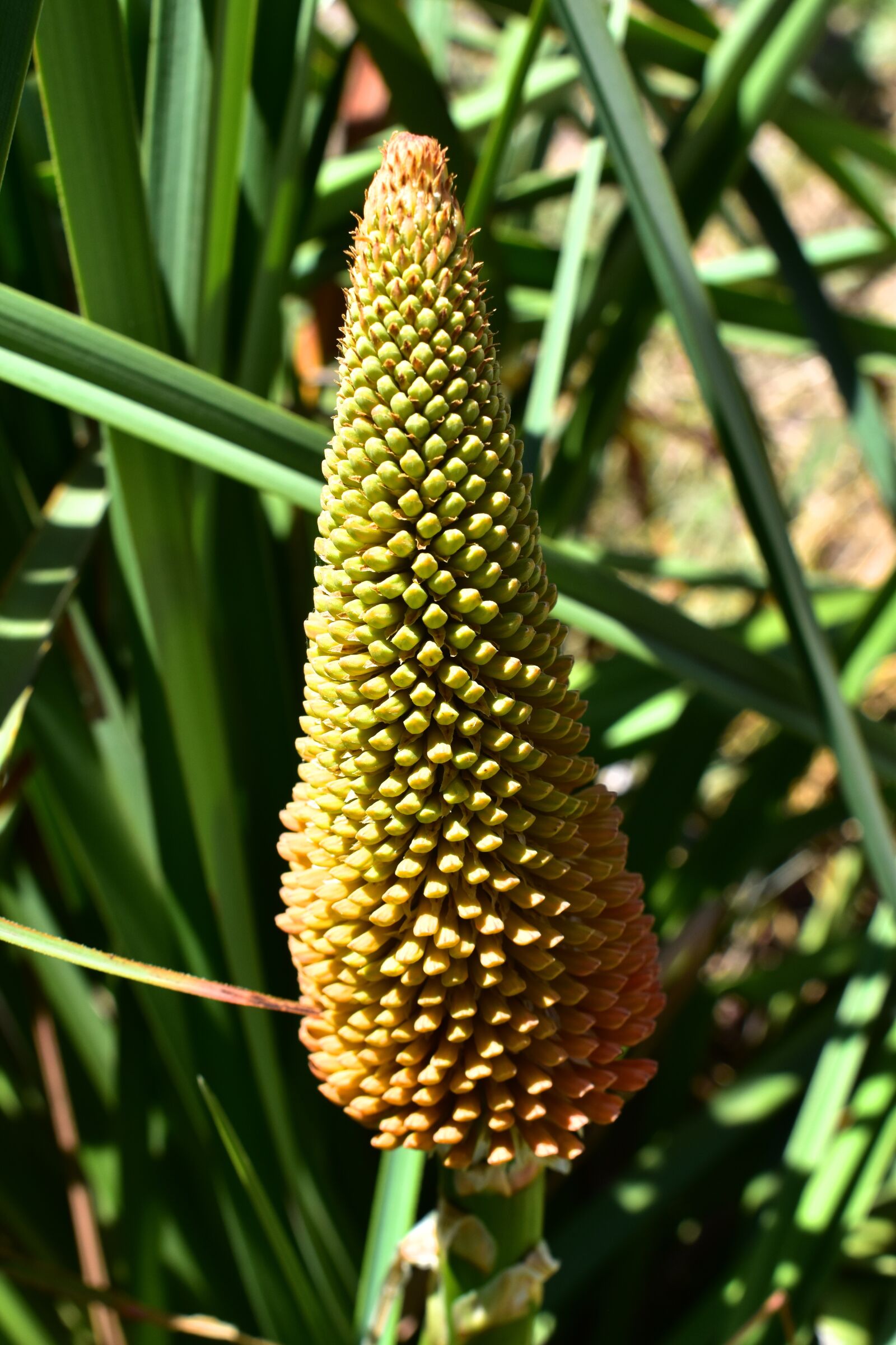 Nikon D5500 sample photo. Kniphofia, flower, nature photography
