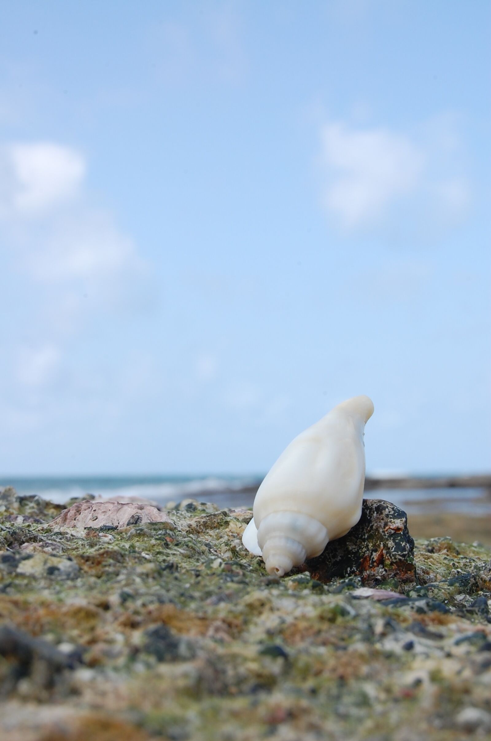 Nikon D40 sample photo. Natuna, sea, shells photography