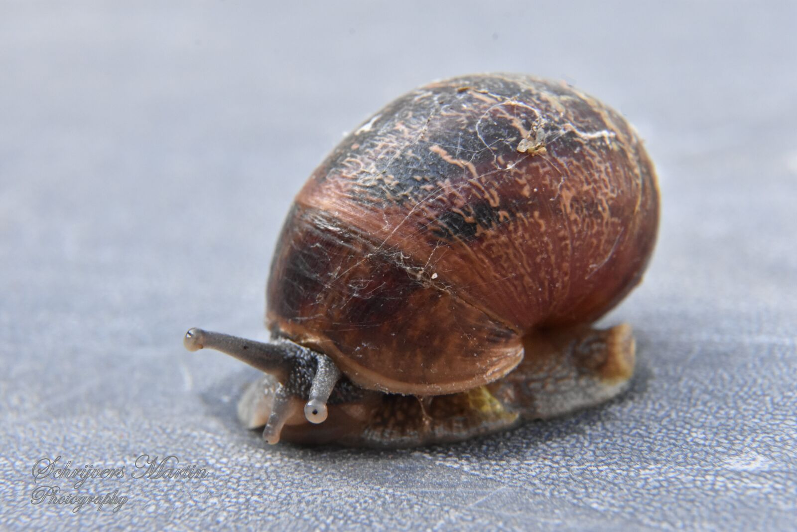 Nikon D3400 sample photo. Slow, snail, invertebrates photography