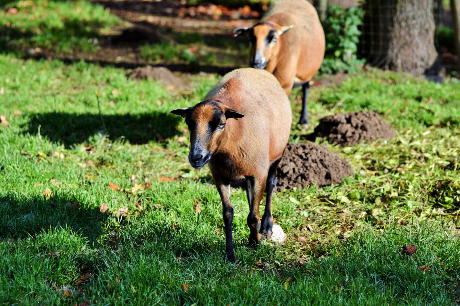 Nikon D3200 sample photo. Sheep, animals, sheep's wool photography