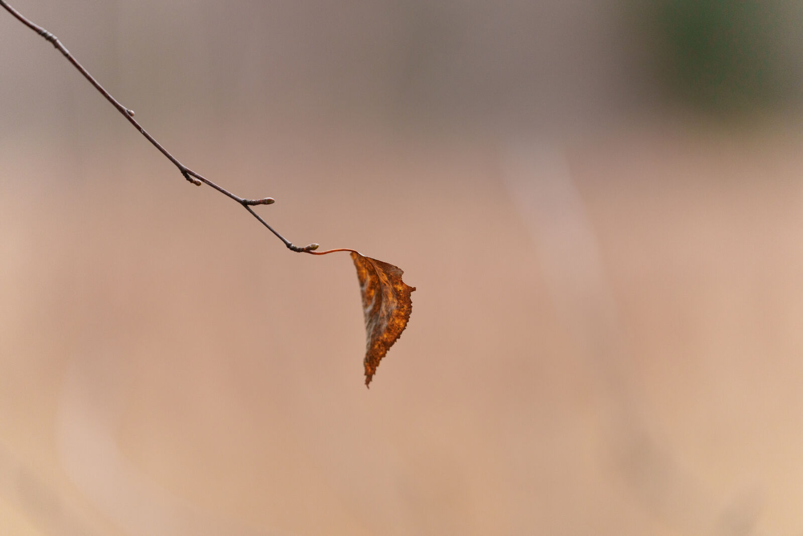 Sigma 70-200mm F2.8 DG DN OS | Sports sample photo. Last leaf of the photography