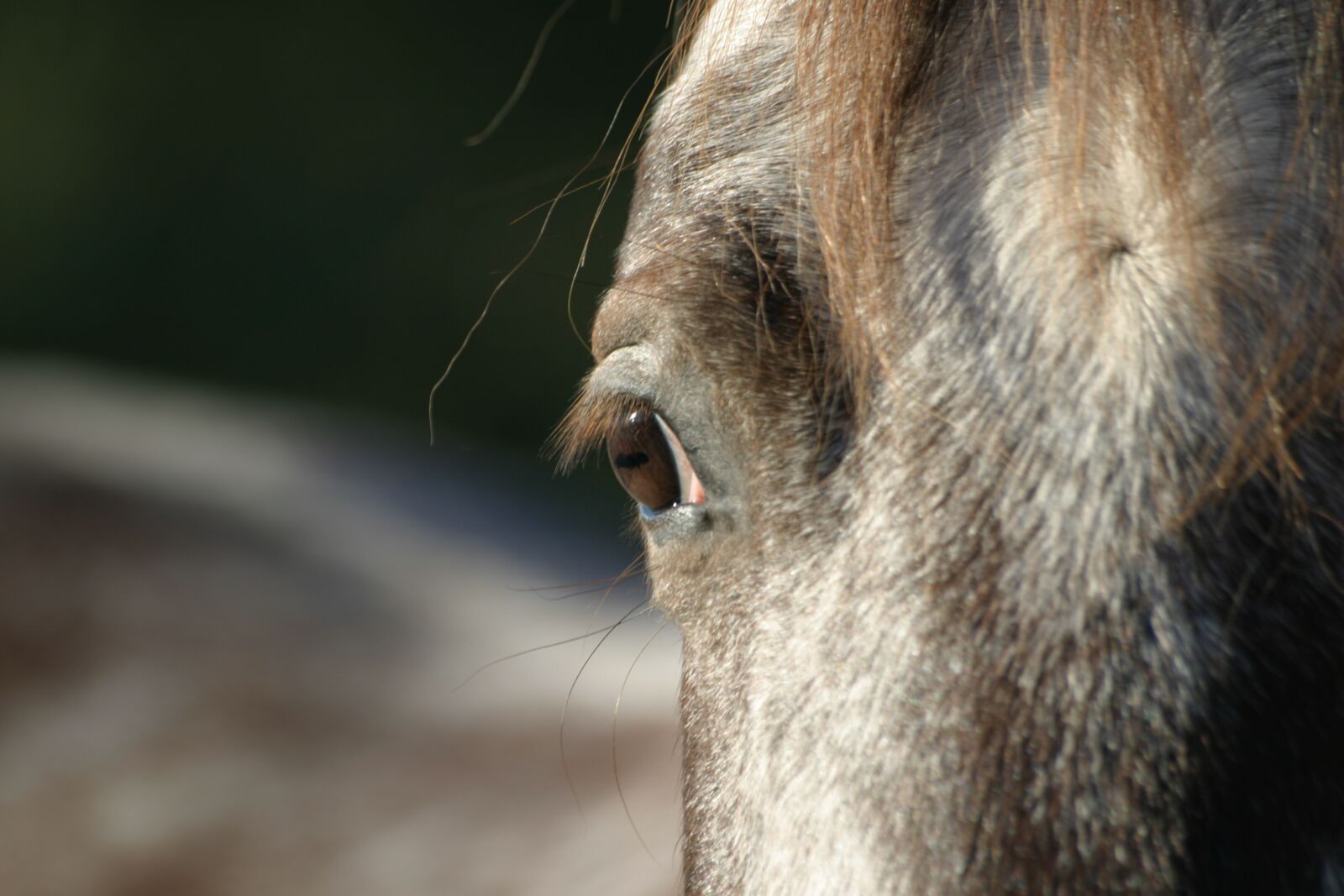 Canon EOS 10D sample photo. Horse, eye, appaloosa photography