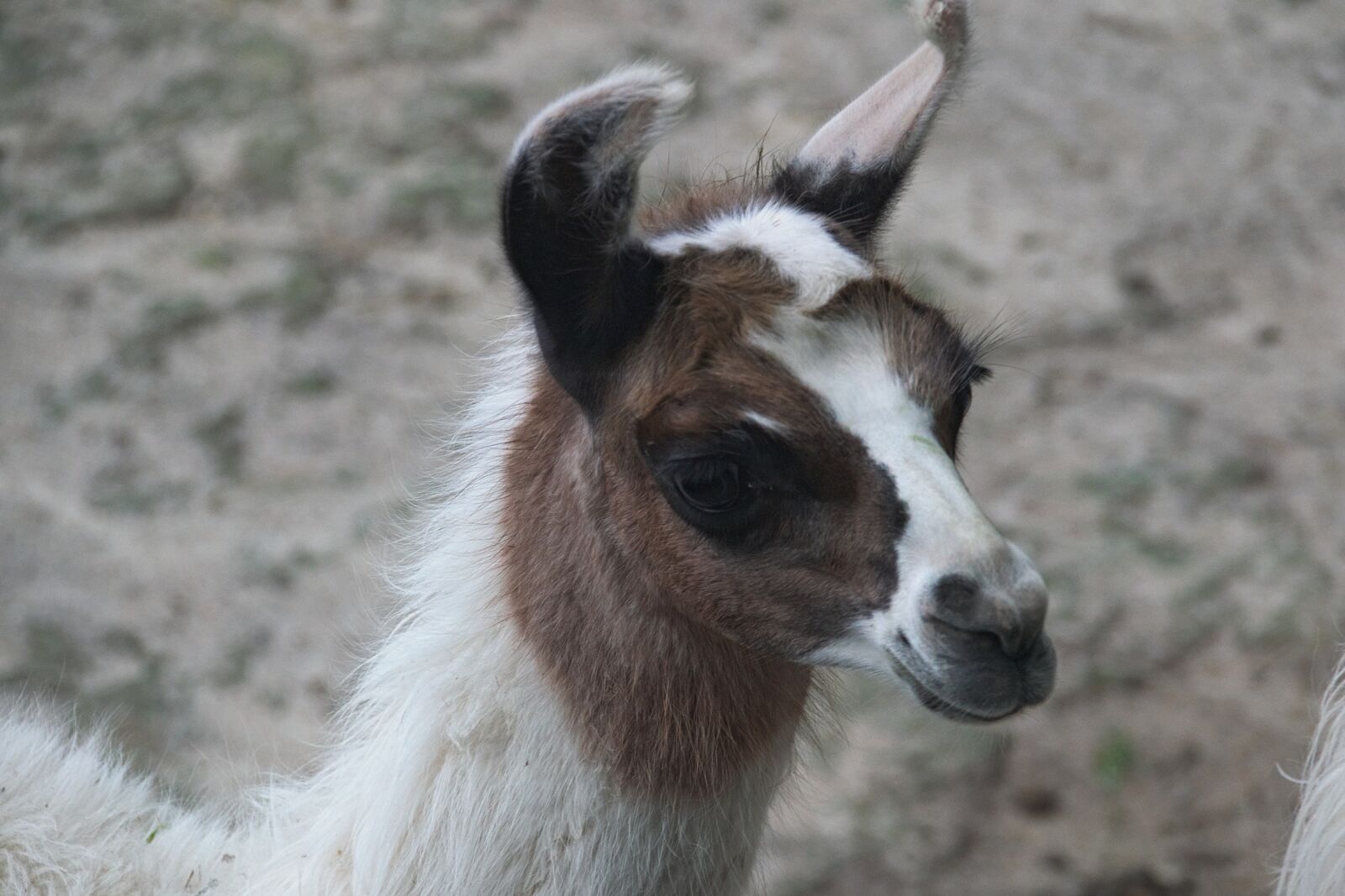 Nikon D3300 sample photo. Animal, mammal, fauna photography