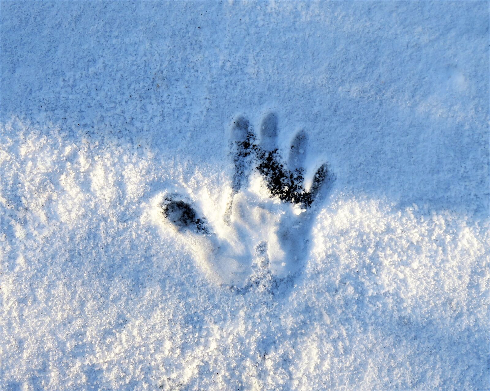 Canon PowerShot SX710 HS sample photo. Winter, snow, trace photography