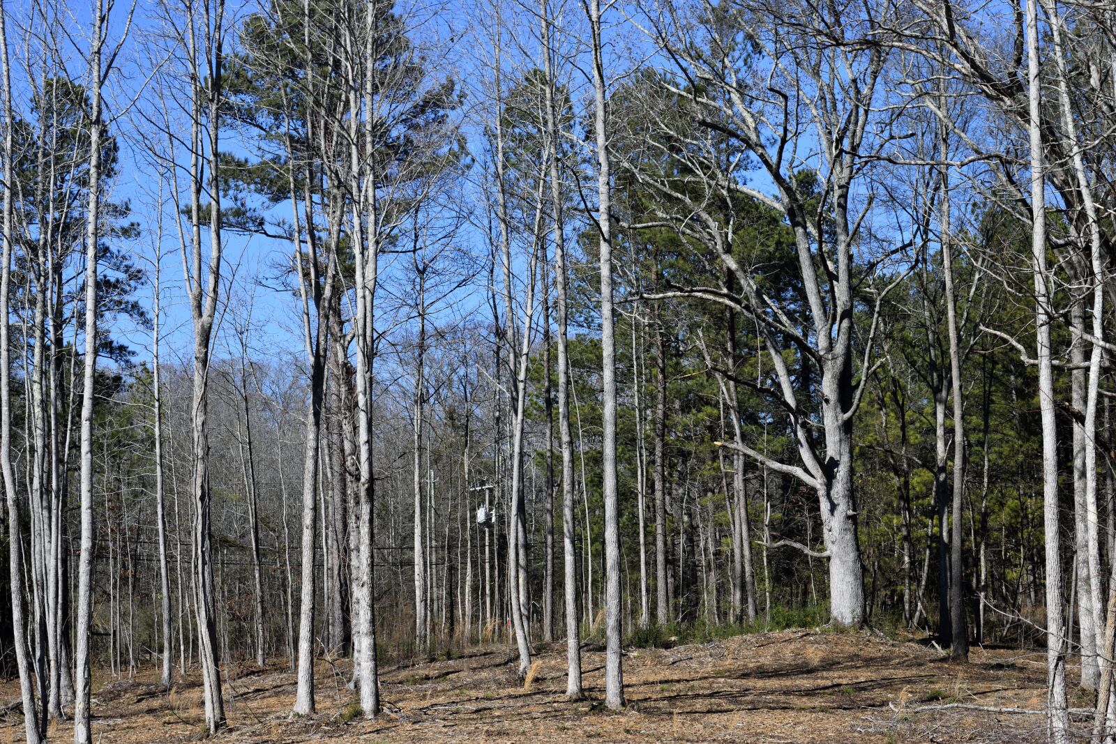 Nikon D3300 sample photo. Forest, baron trees, outdoors photography