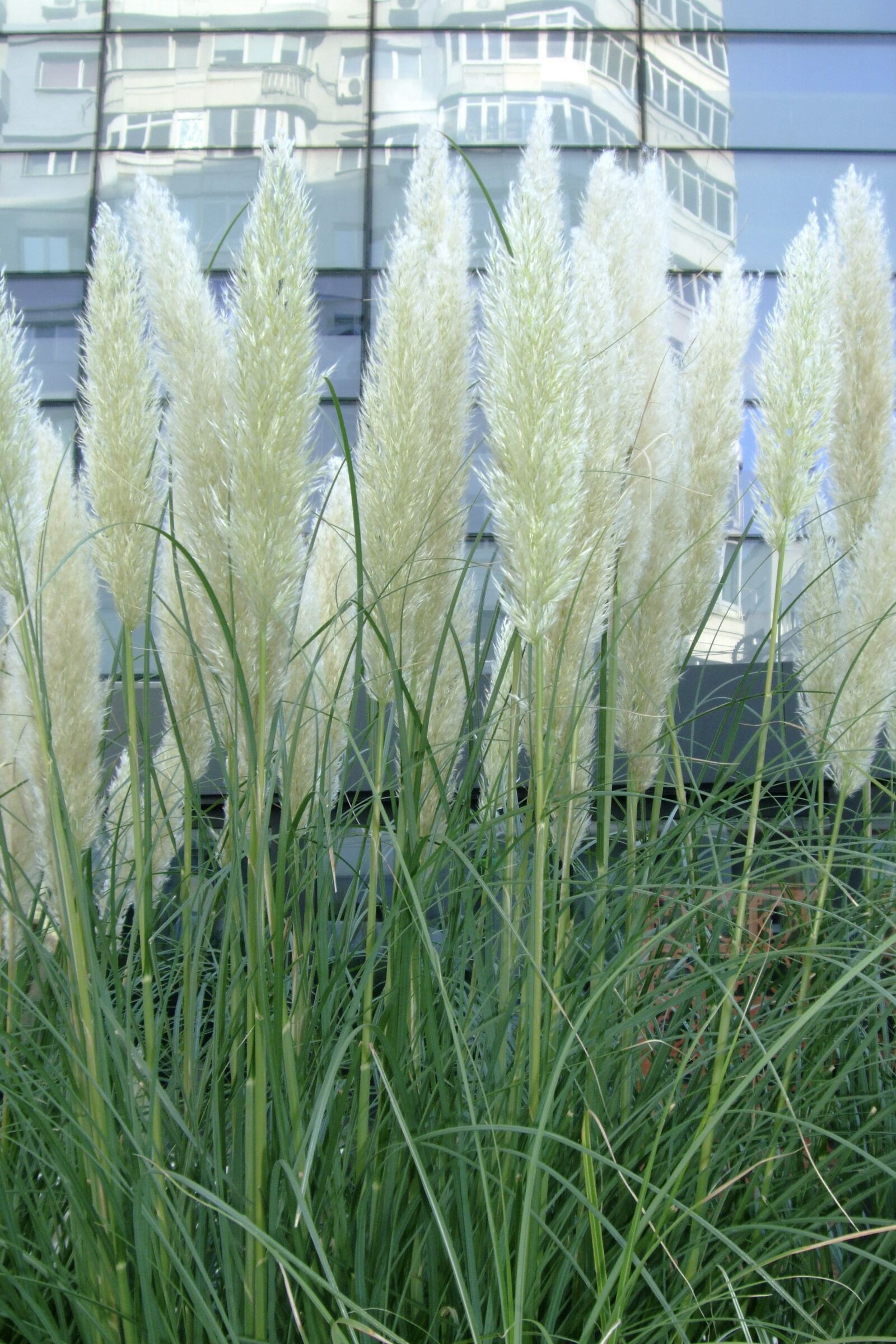 Fujifilm FinePix F50fd sample photo