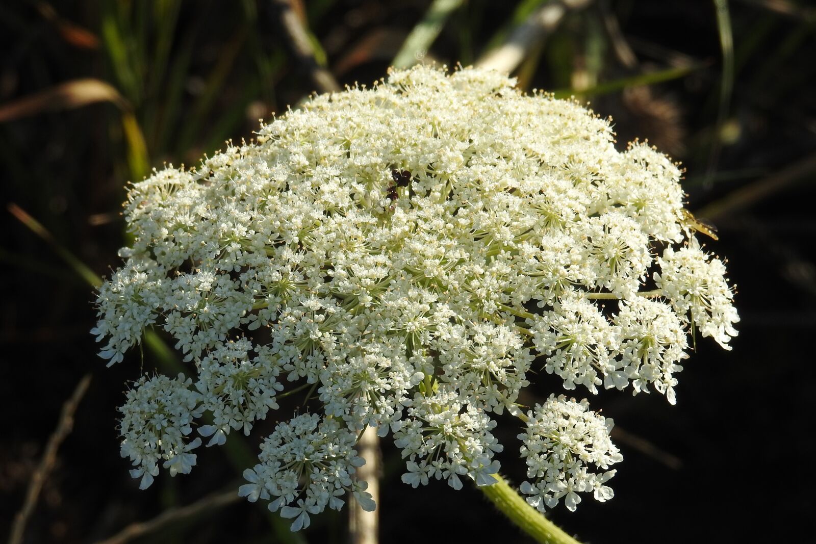 Nikon Coolpix P900 sample photo. Wild carrot, plant, grassland photography