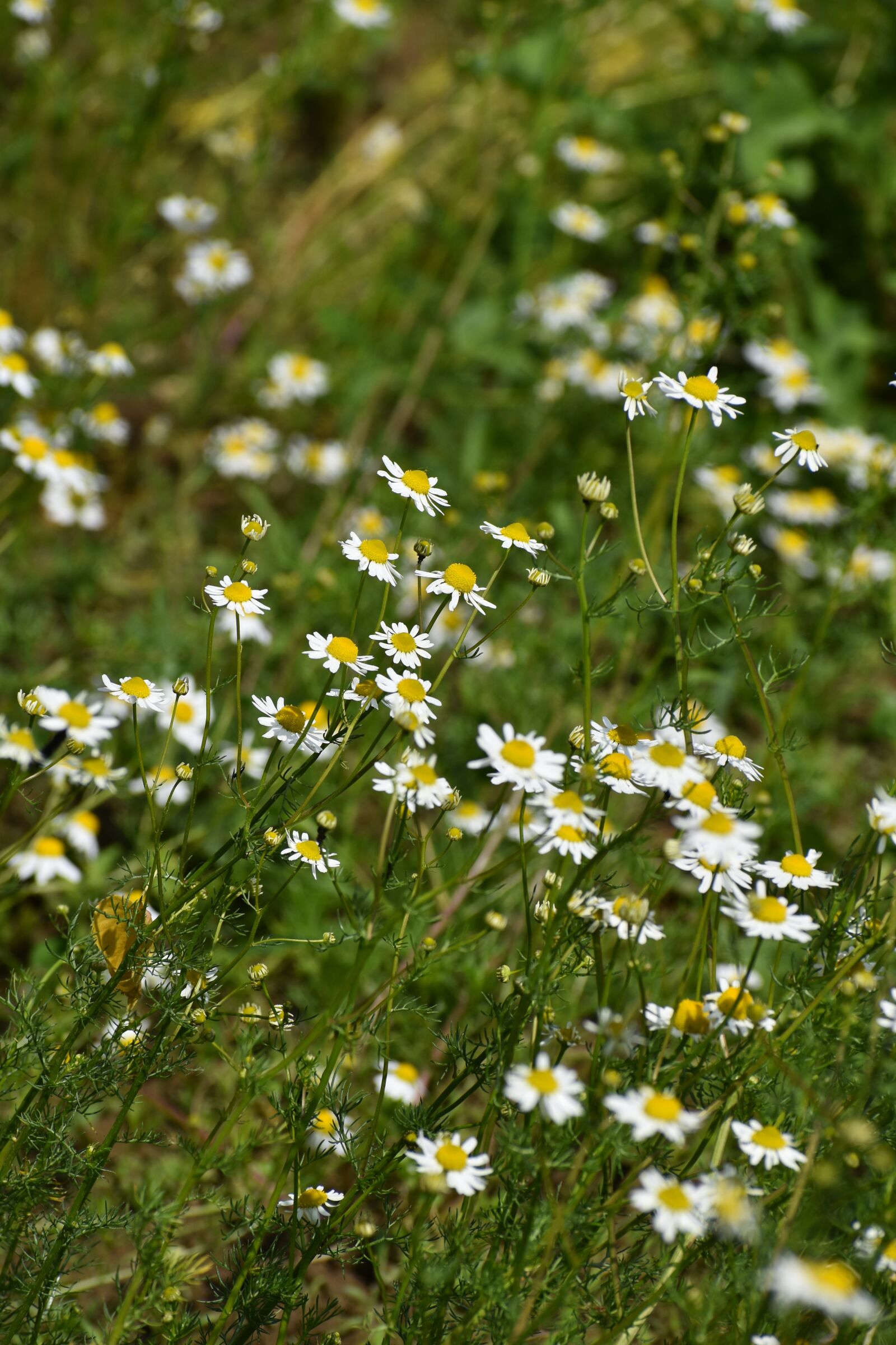 Nikon D3500 sample photo. Flowers, spring, flora photography