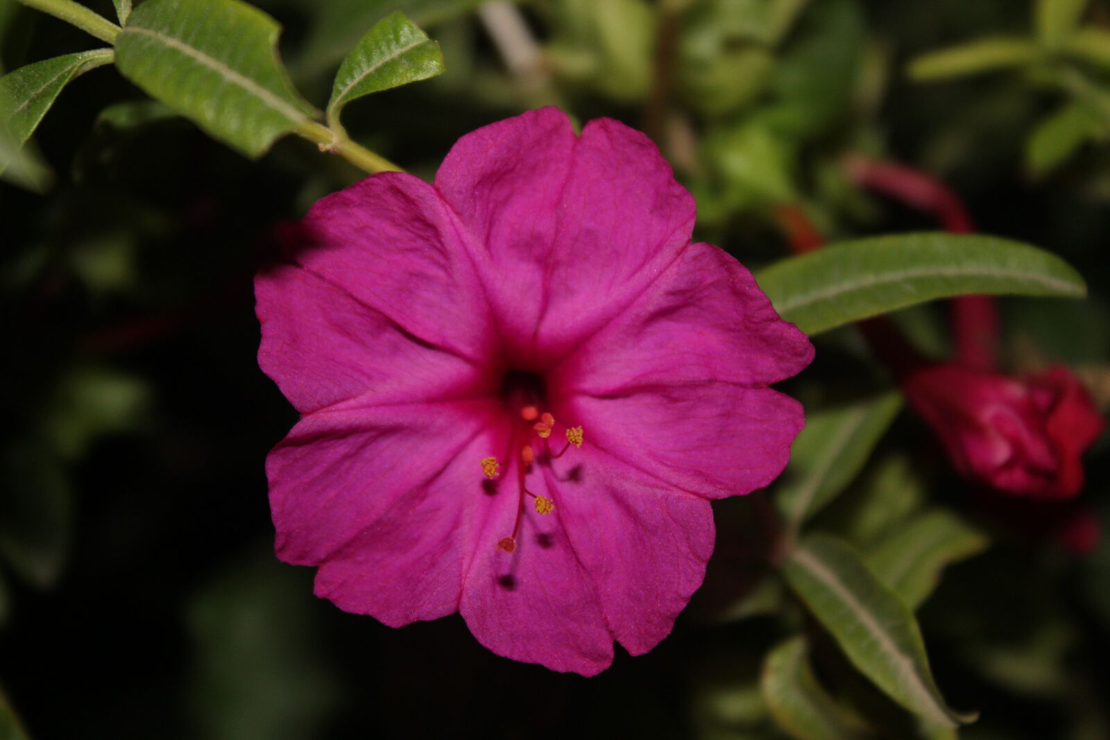 Canon EOS 1200D (EOS Rebel T5 / EOS Kiss X70 / EOS Hi) sample photo. Close, up, of, pink photography