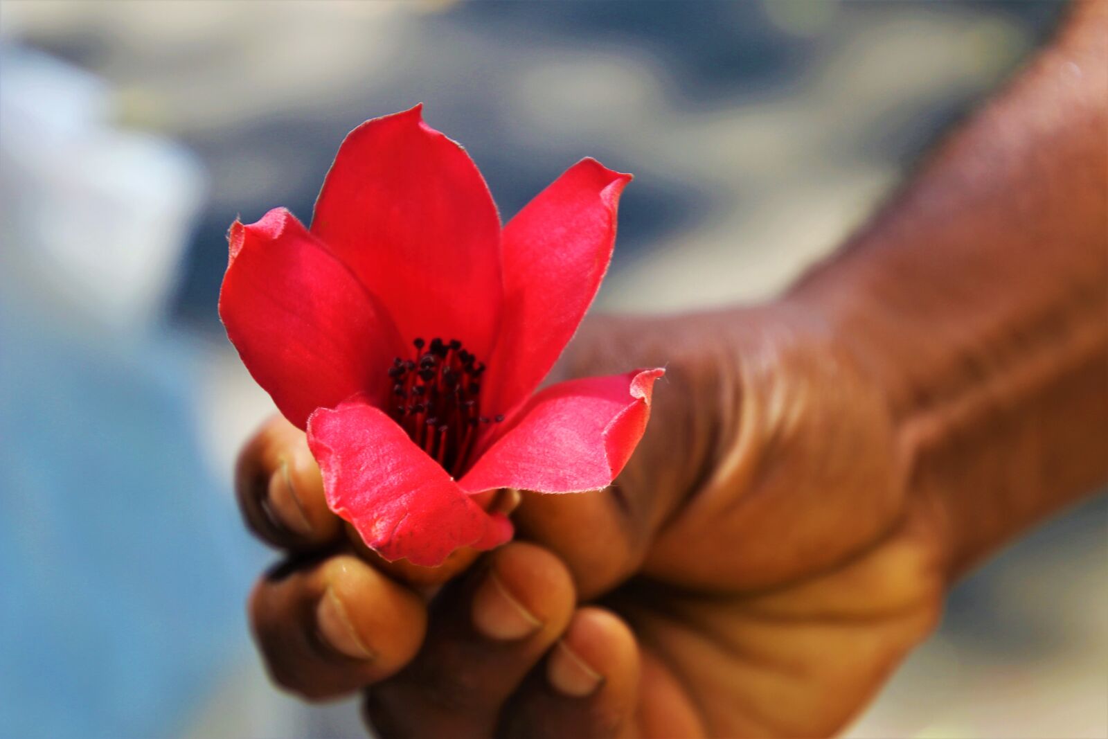 Canon EOS 80D sample photo. Red, exotic, flower photography