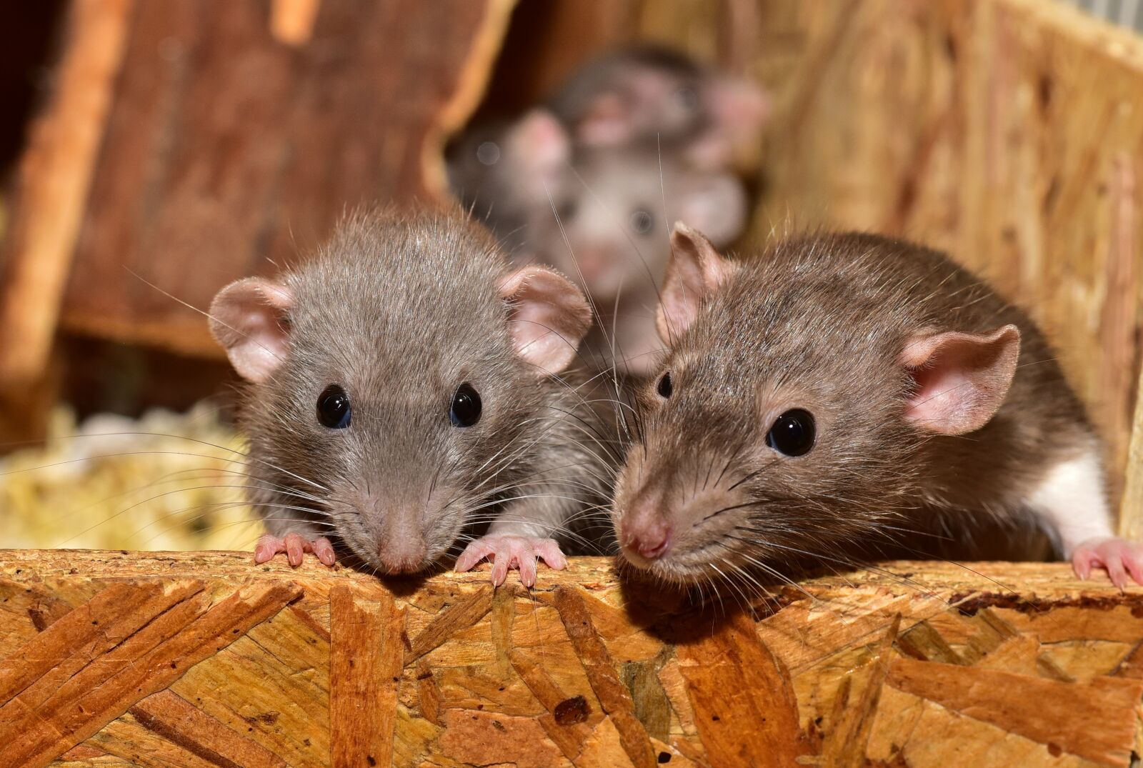 Nikon D750 sample photo. Cute, rodent, mouse photography