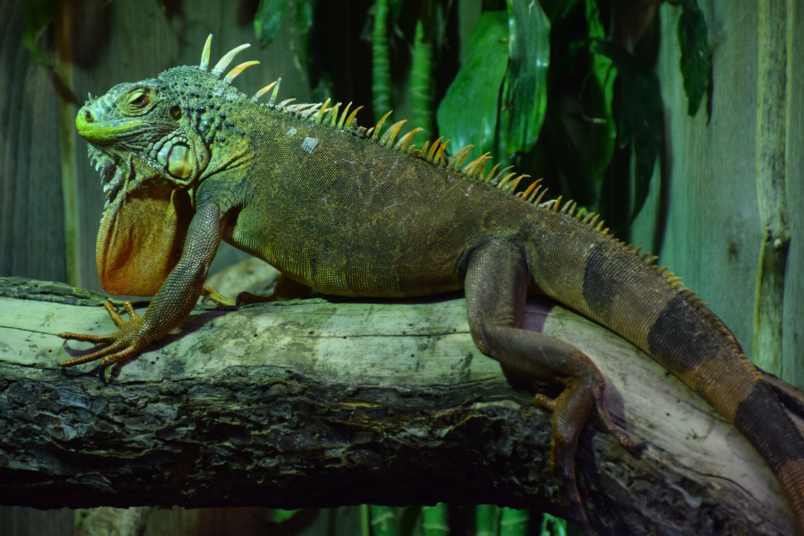 Nikon D5300 sample photo. Iguana, exotic animal, reptile photography
