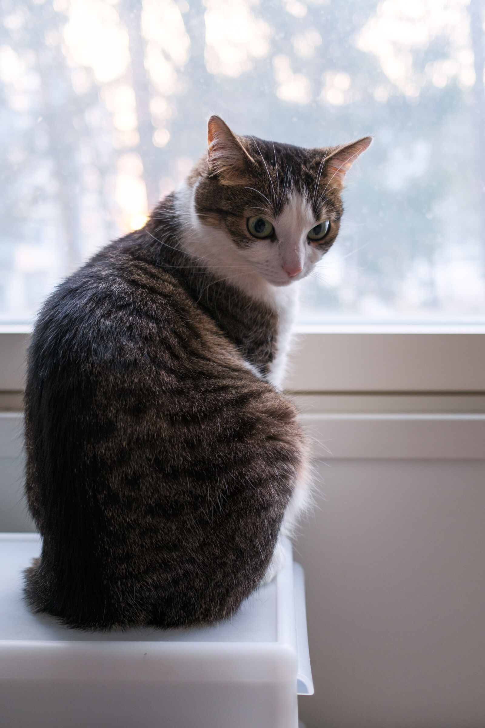 Fujifilm X100VI sample photo. Cat observation point photography