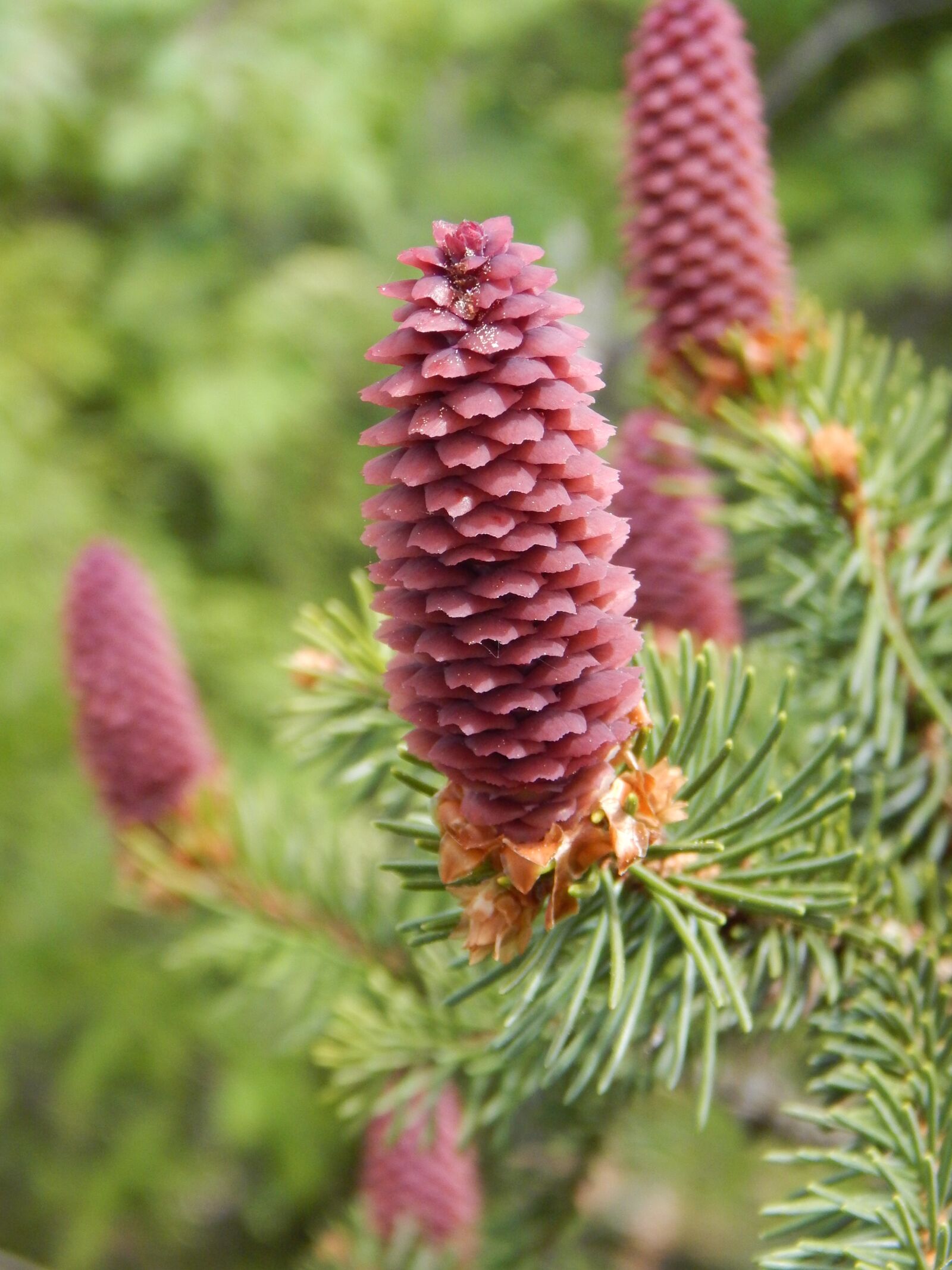Nikon Coolpix L830 sample photo. Forest, pine cones, nature photography