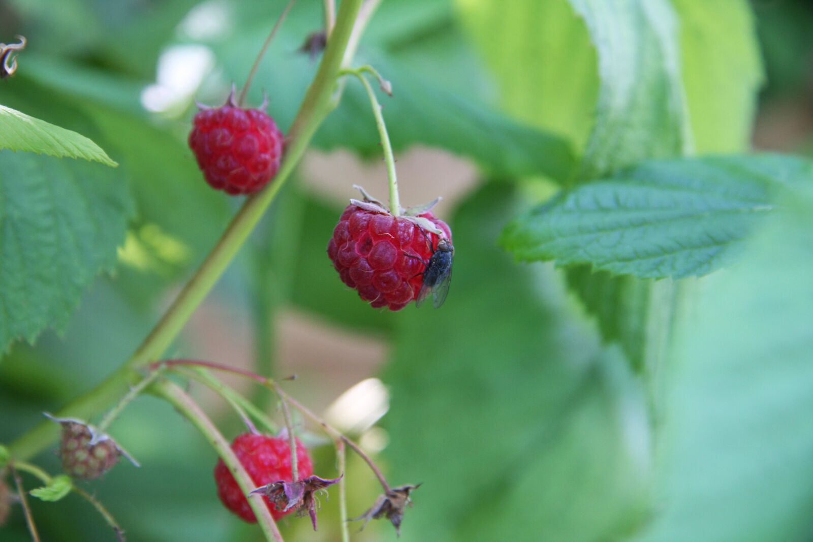 Canon EOS 40D sample photo. Raspberry, fly, insect photography