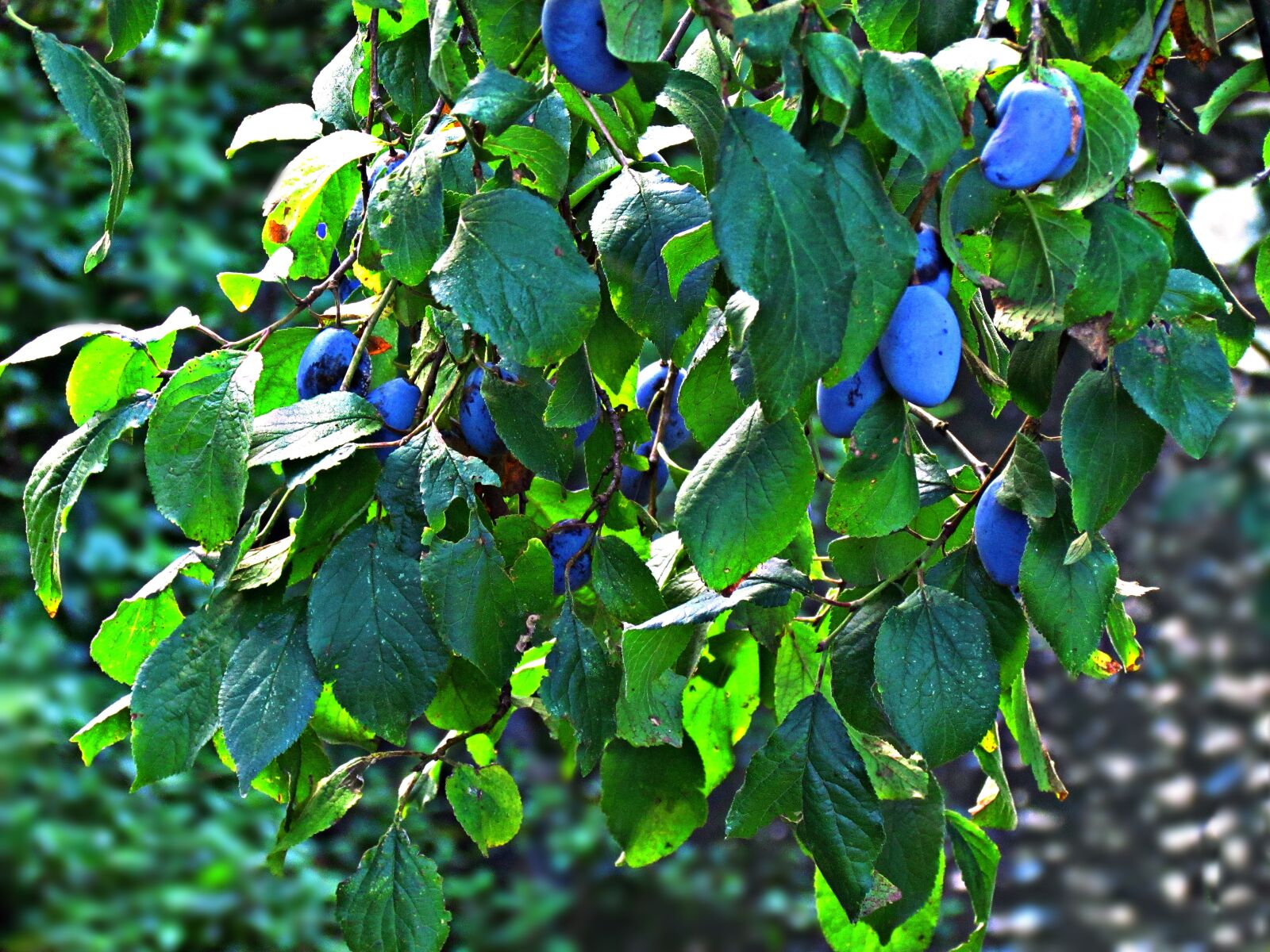 Canon PowerShot SX30 IS sample photo. Plum, tree, branches photography